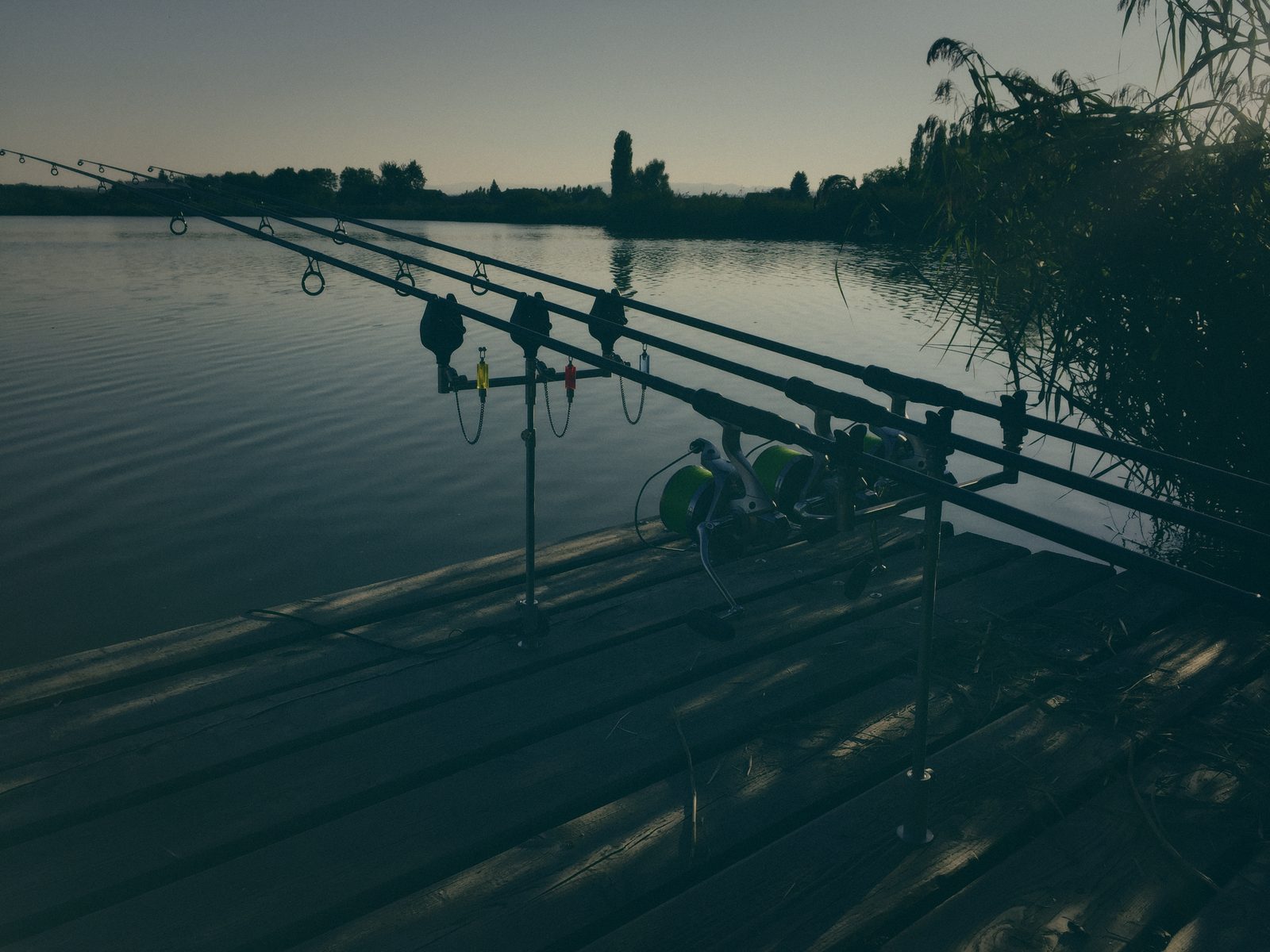 Styria Carp