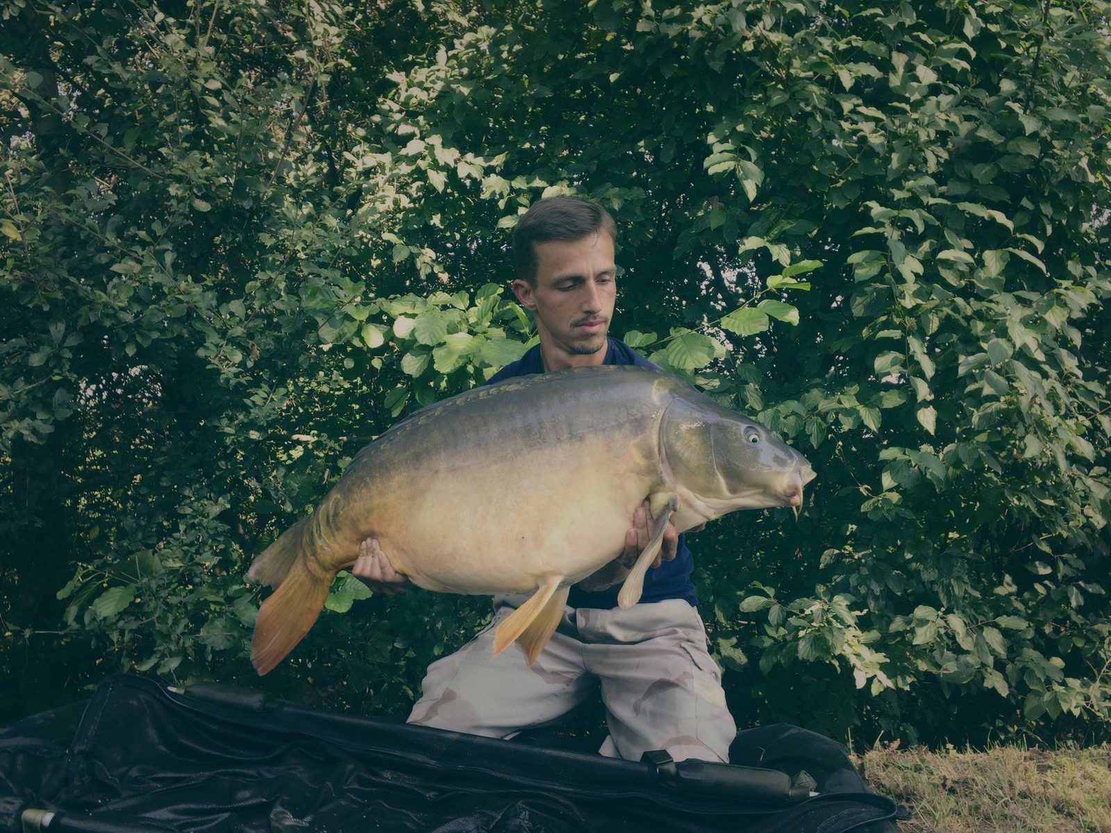 Styria Carp