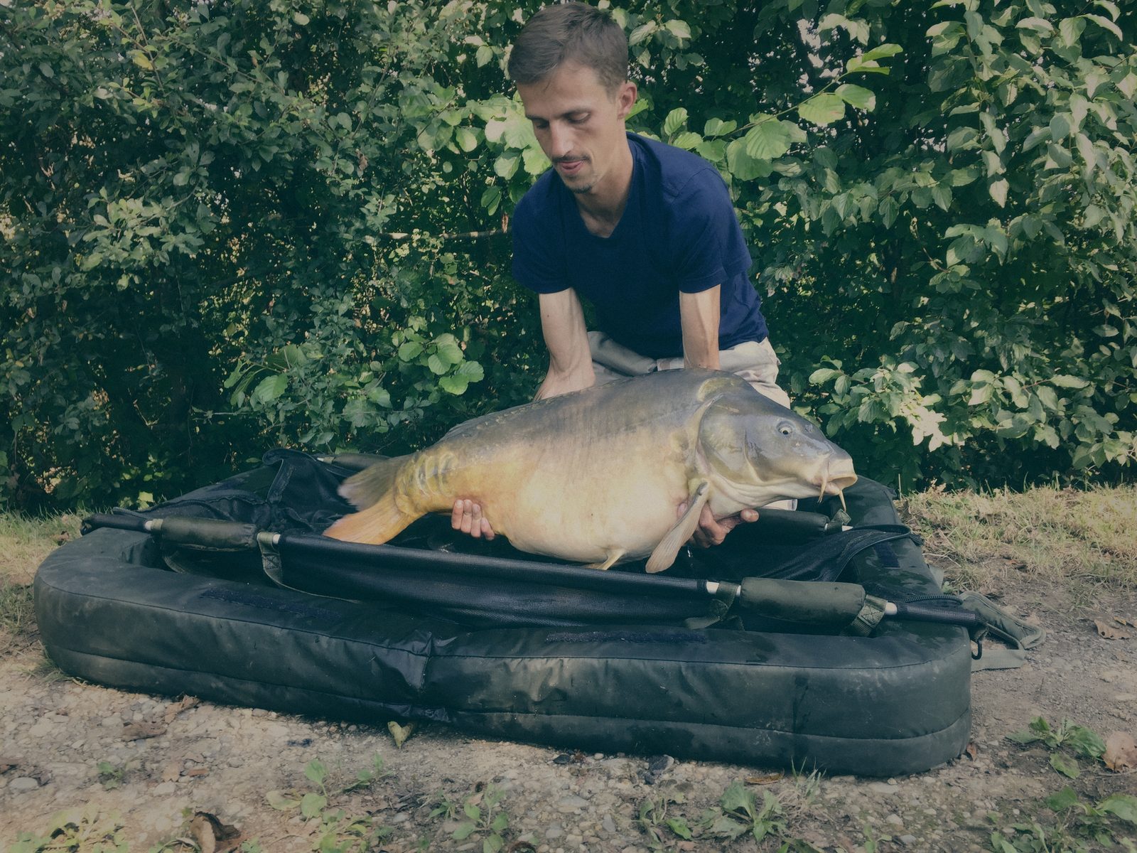 Styria Carp