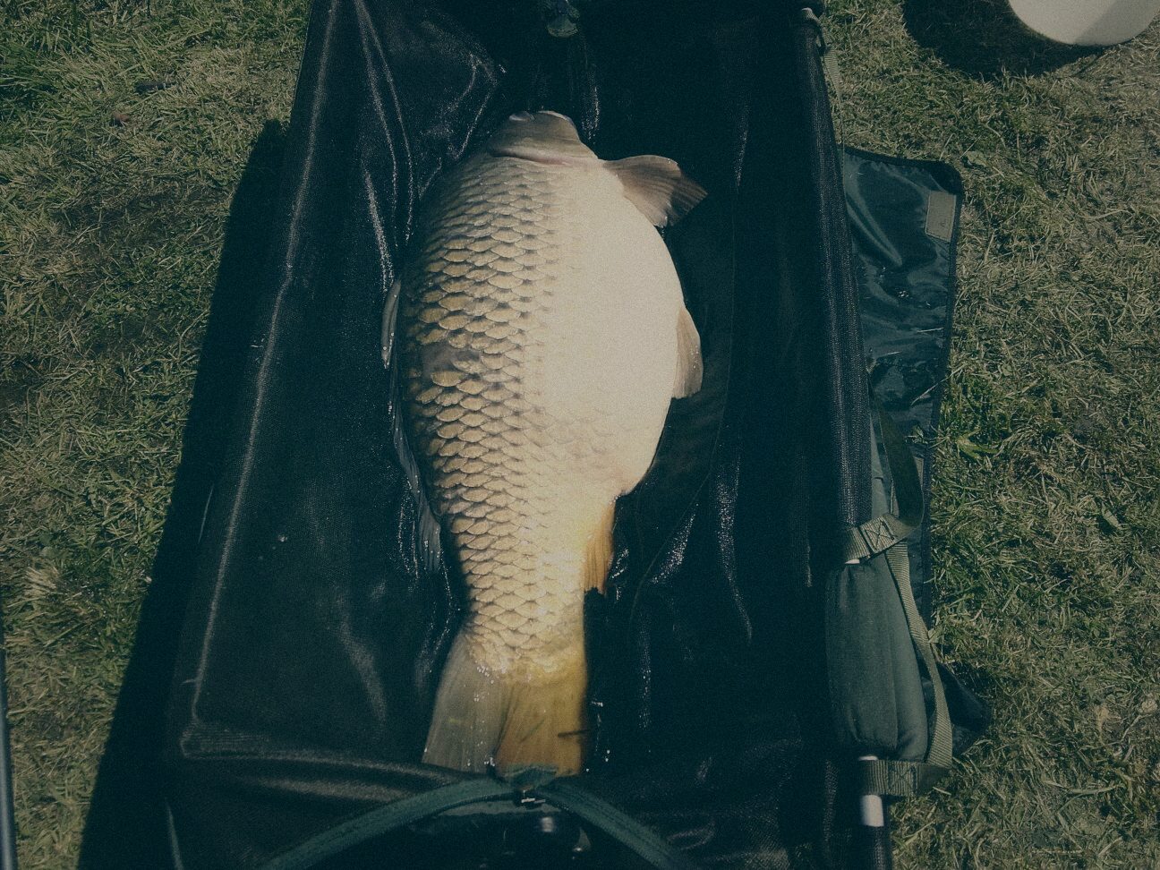 Styria Carp
