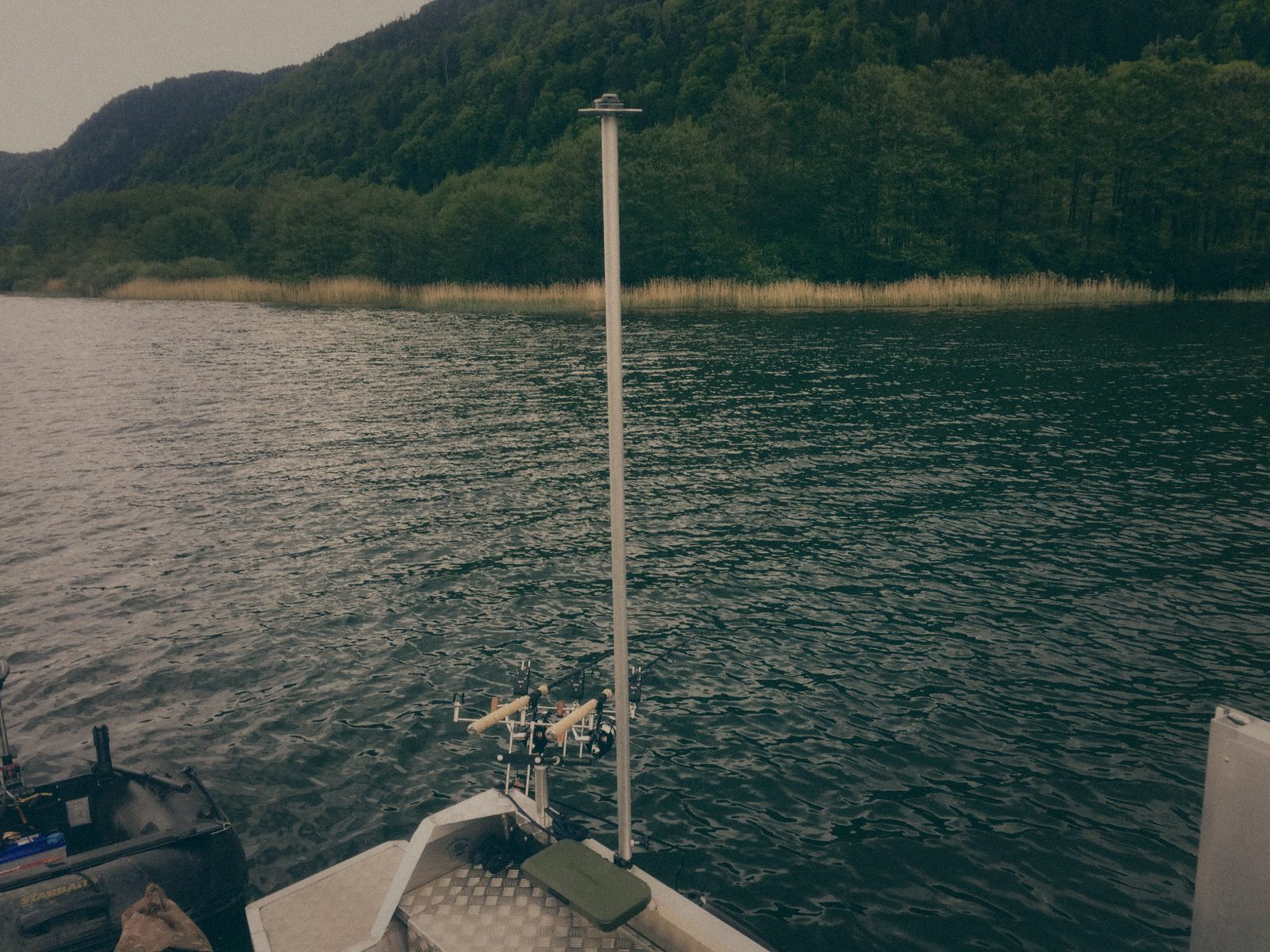 Styria Carp