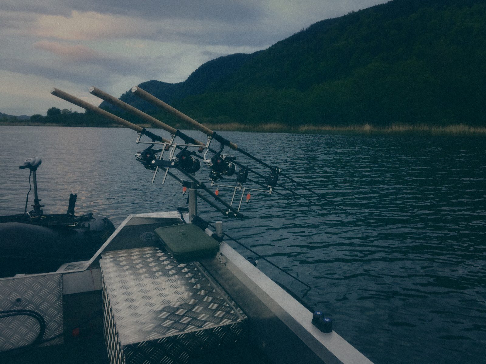 Styria Carp
