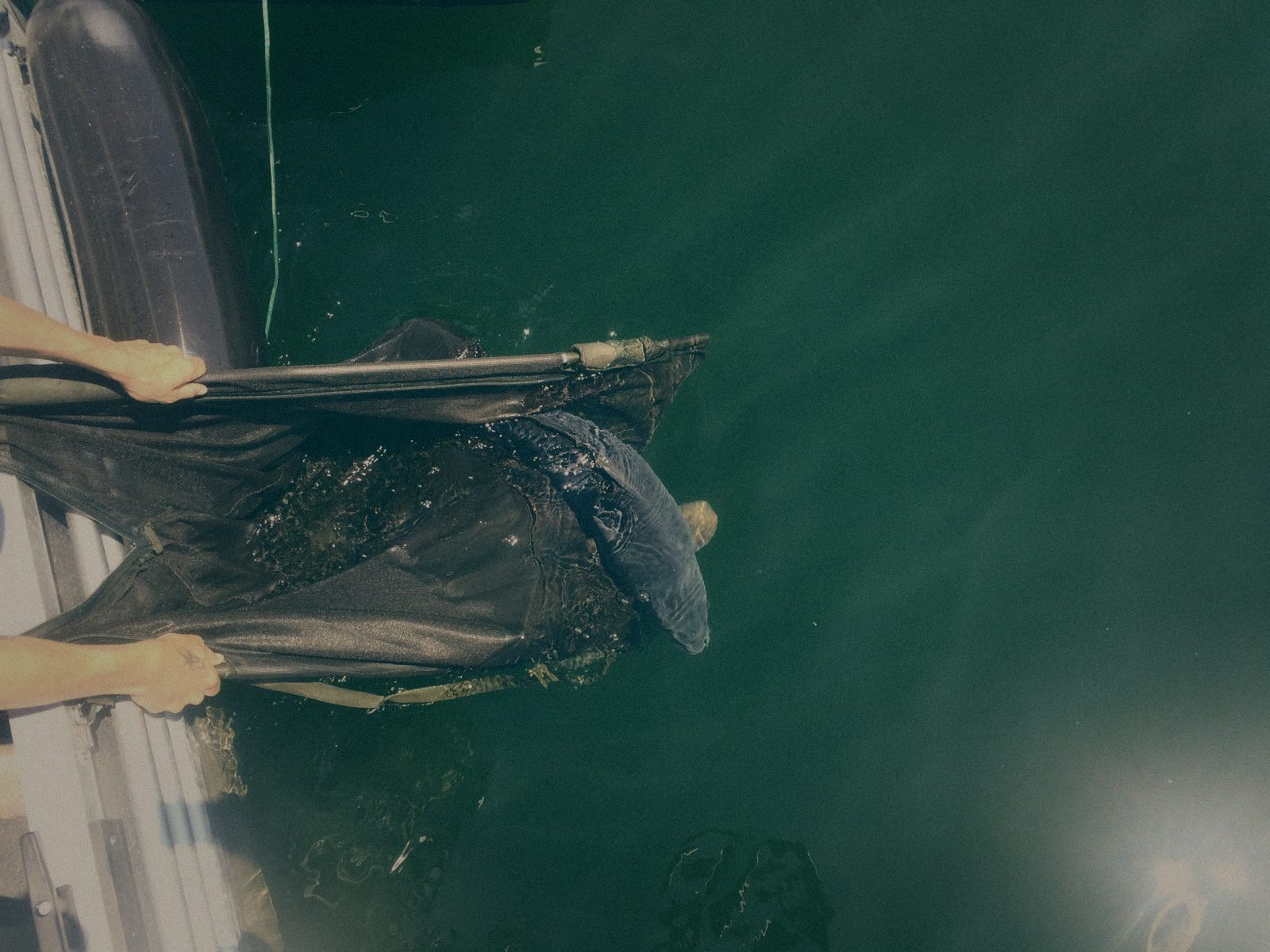Styria Carp