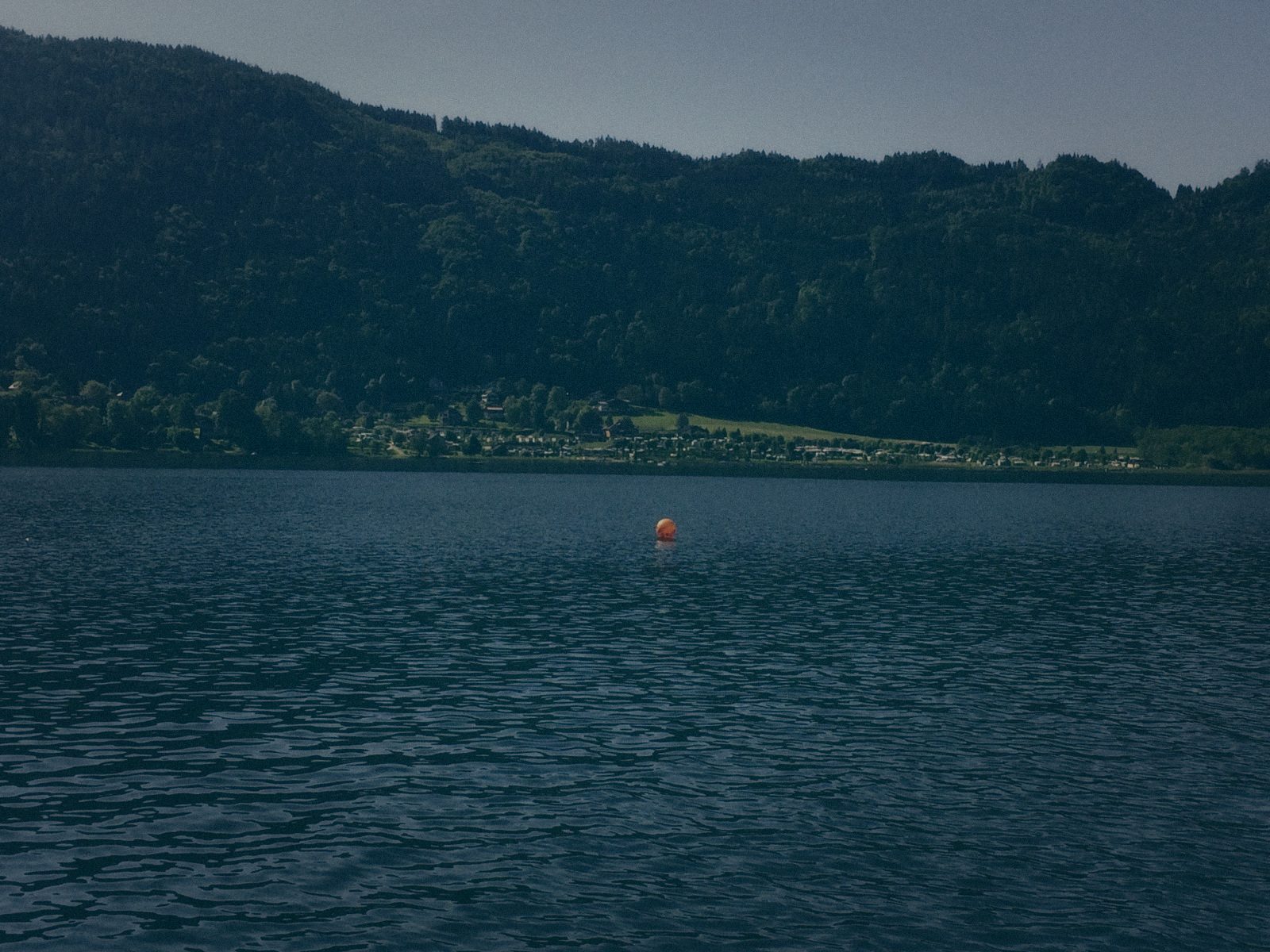 Styria Carp