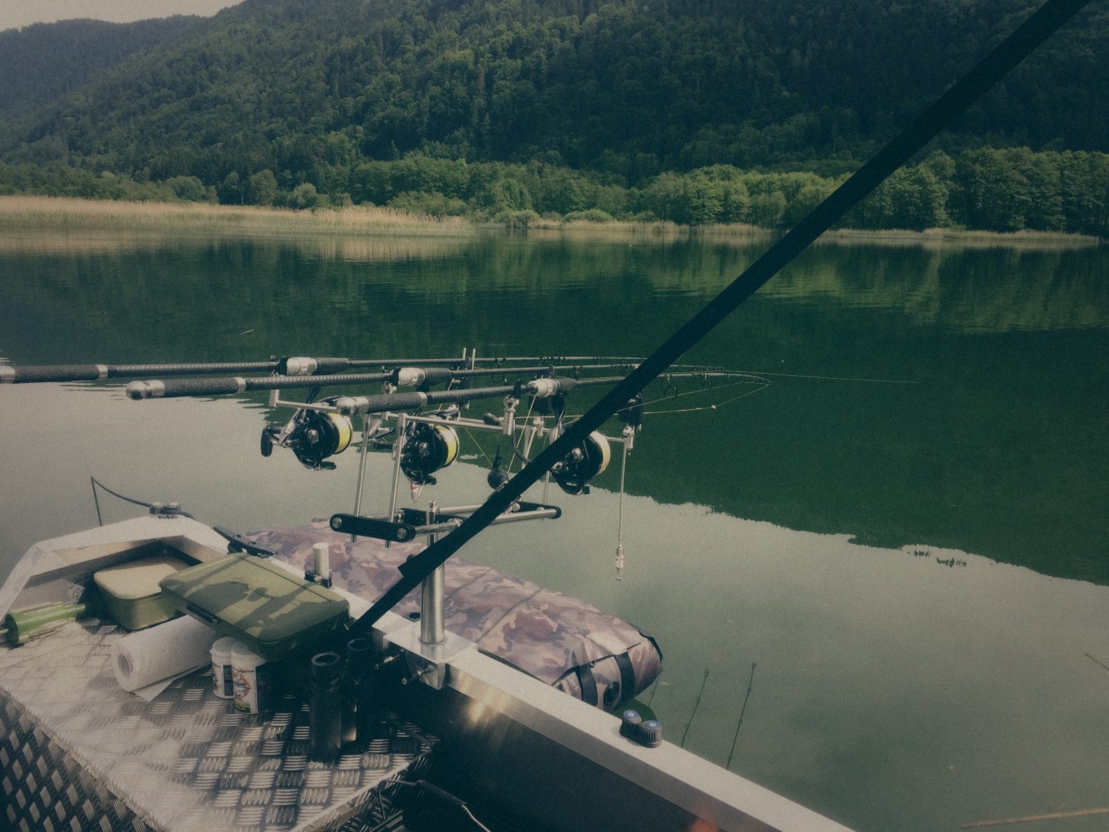 Styria Carp