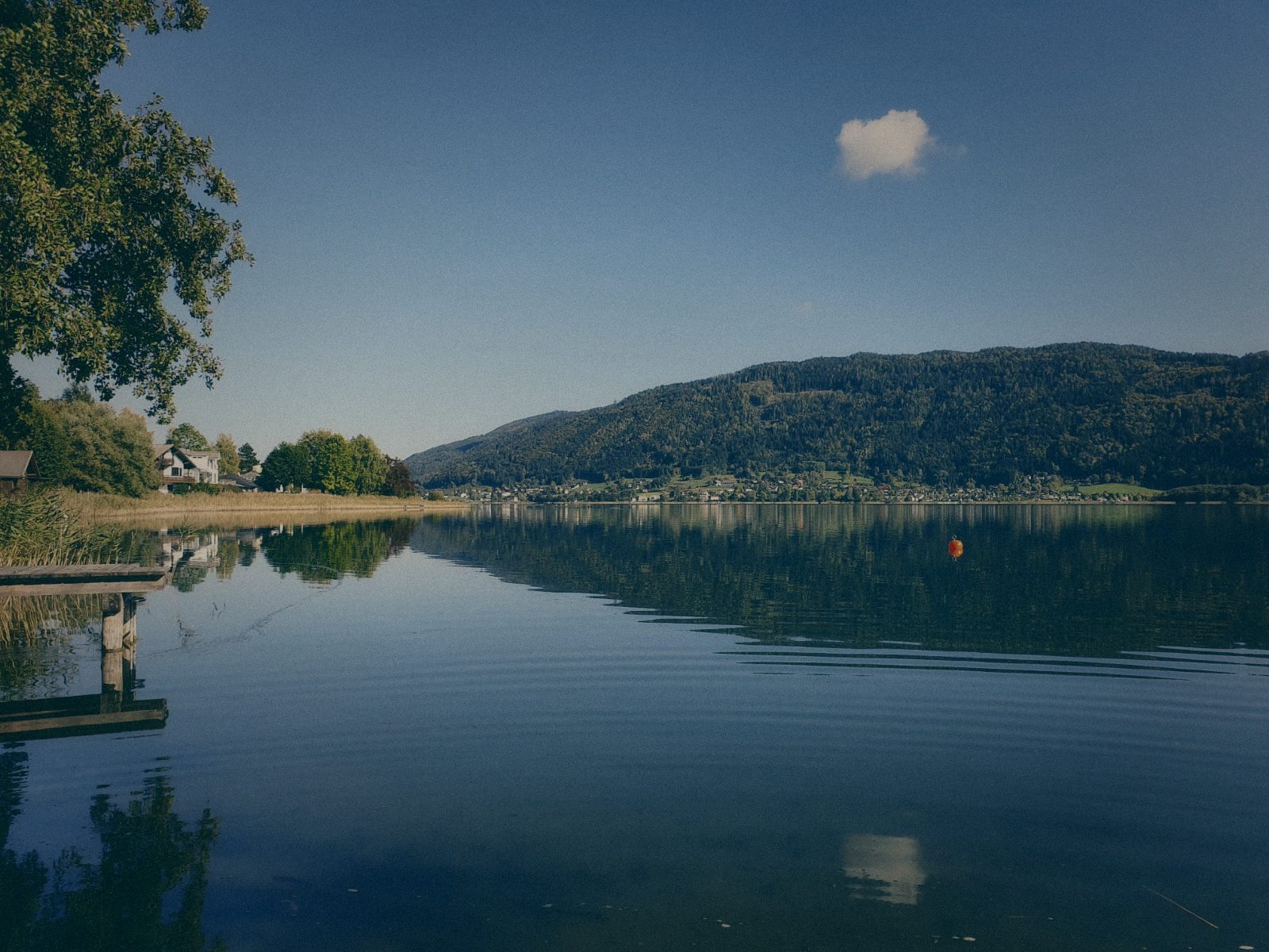 Styria Carp