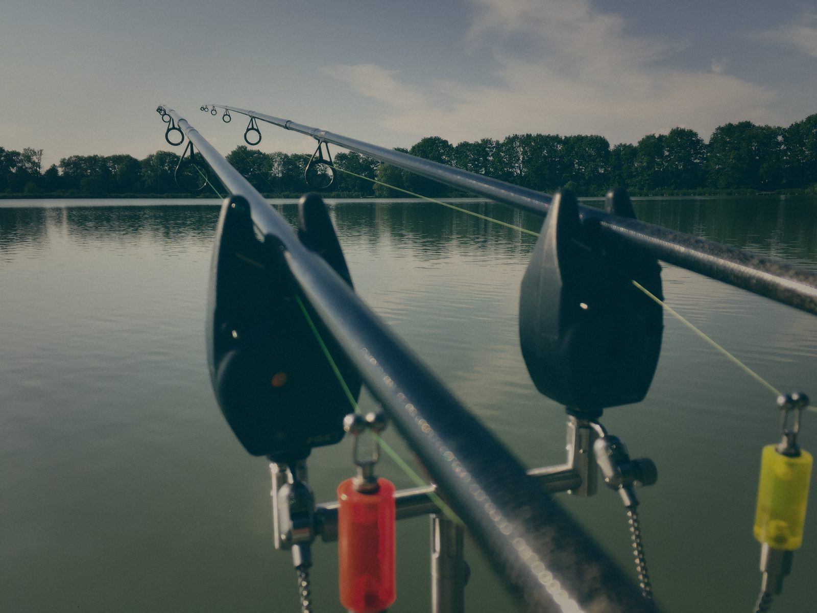 Styria Carp