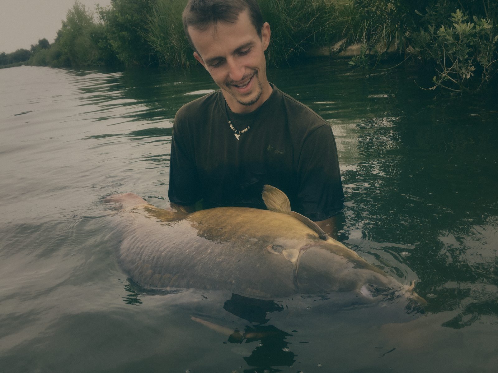 Styria Carp