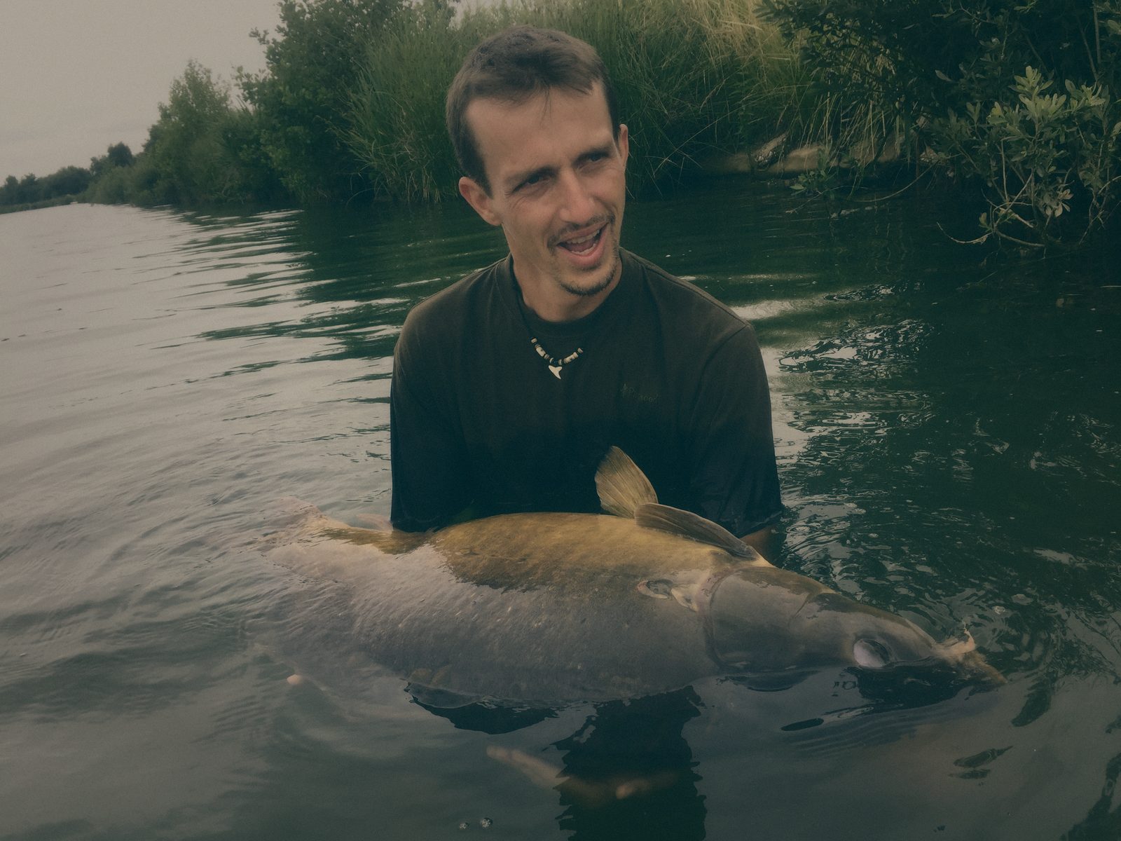 Styria Carp