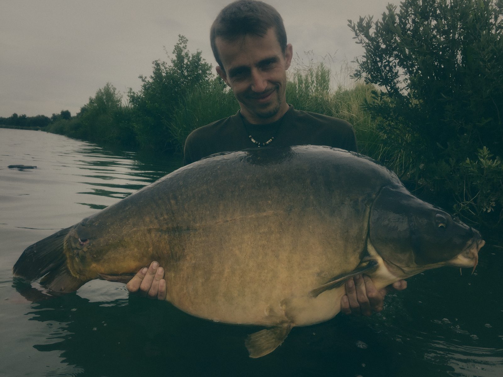 Styria Carp