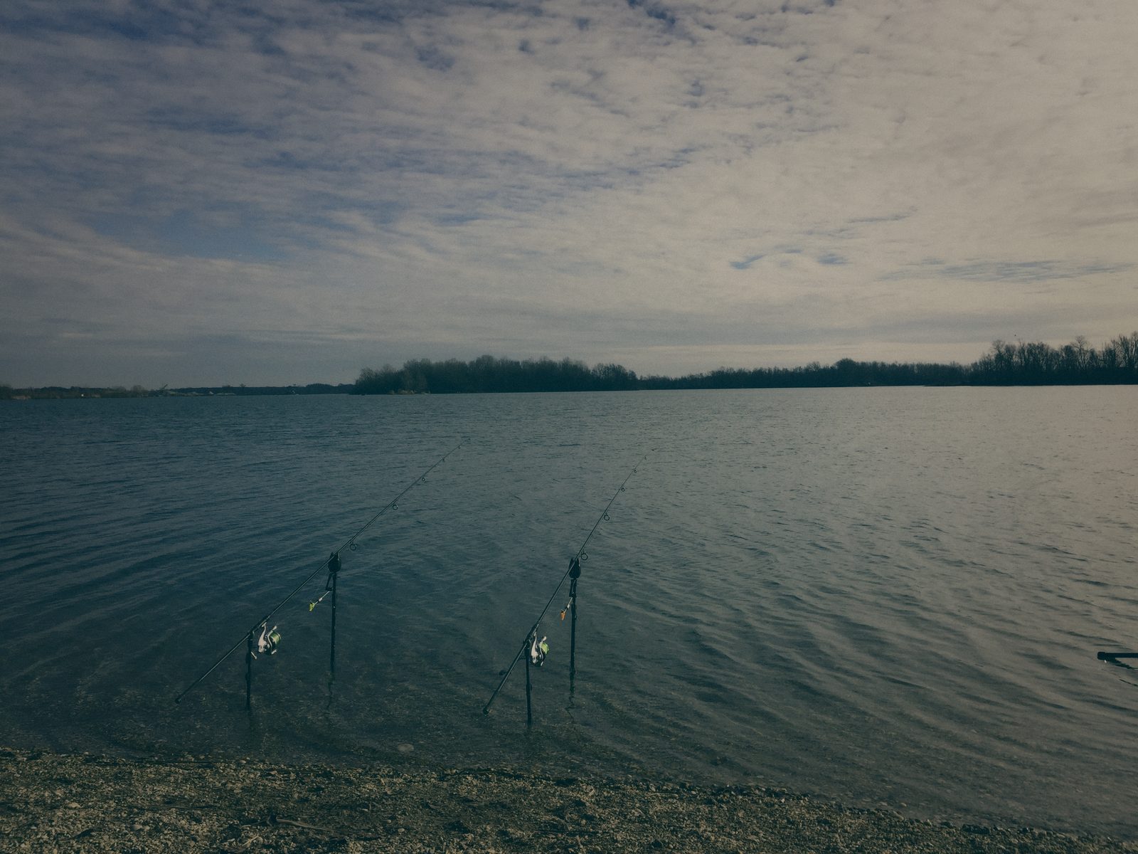 Styria Carp