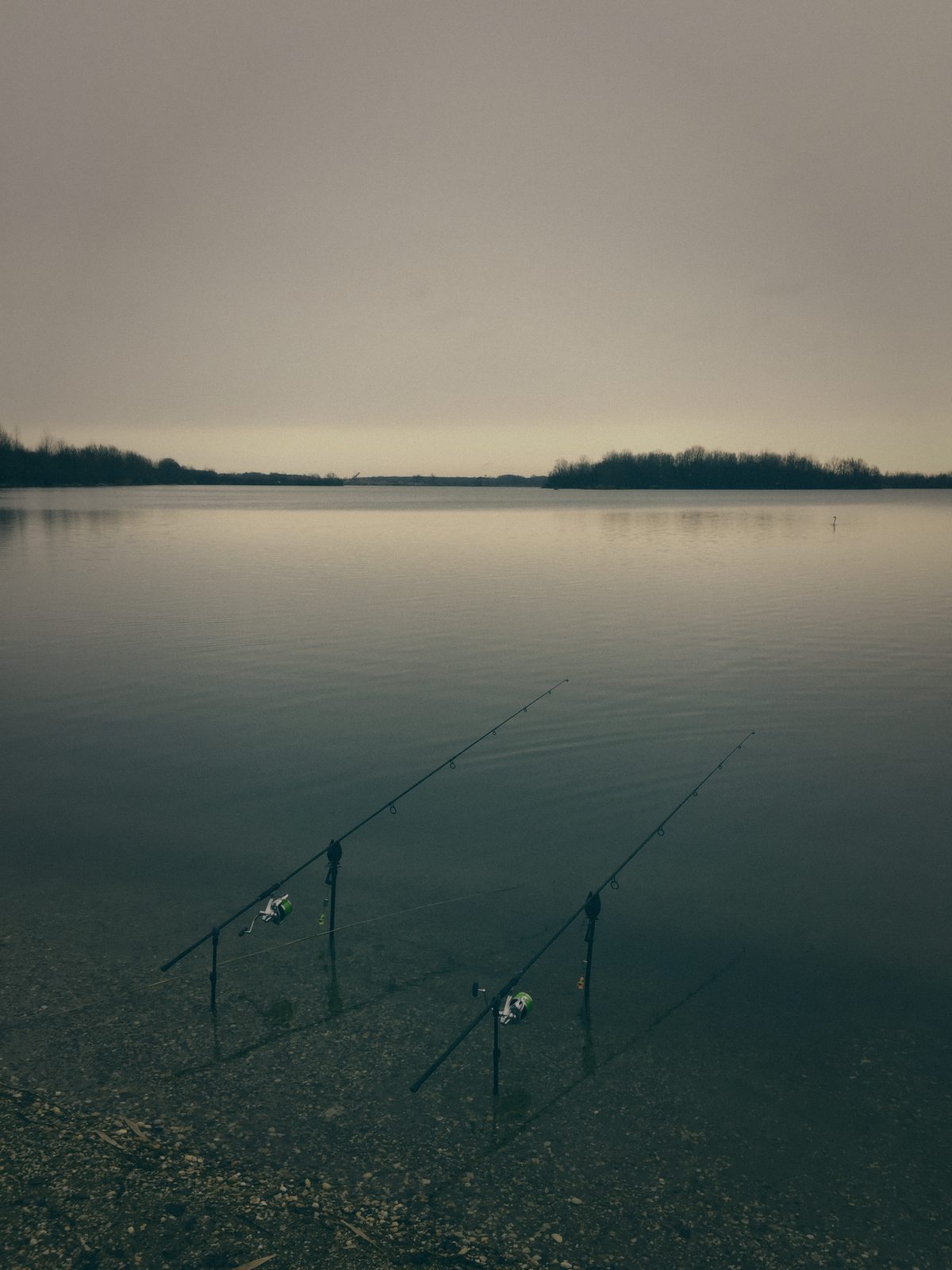 Styria Carp