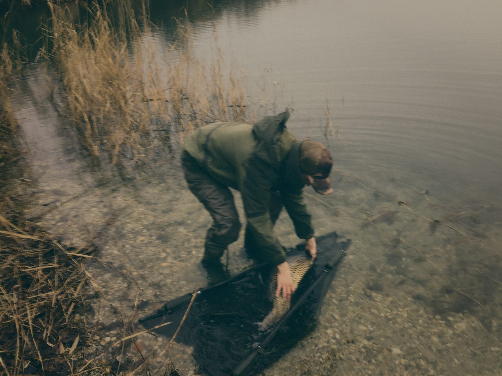 Styria Carp