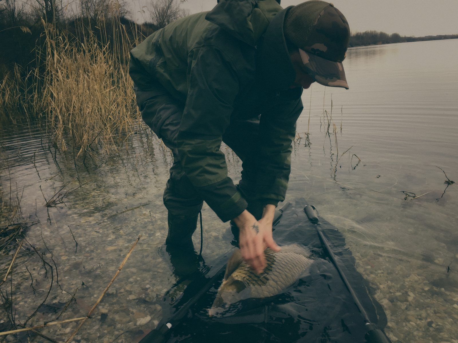 Styria Carp