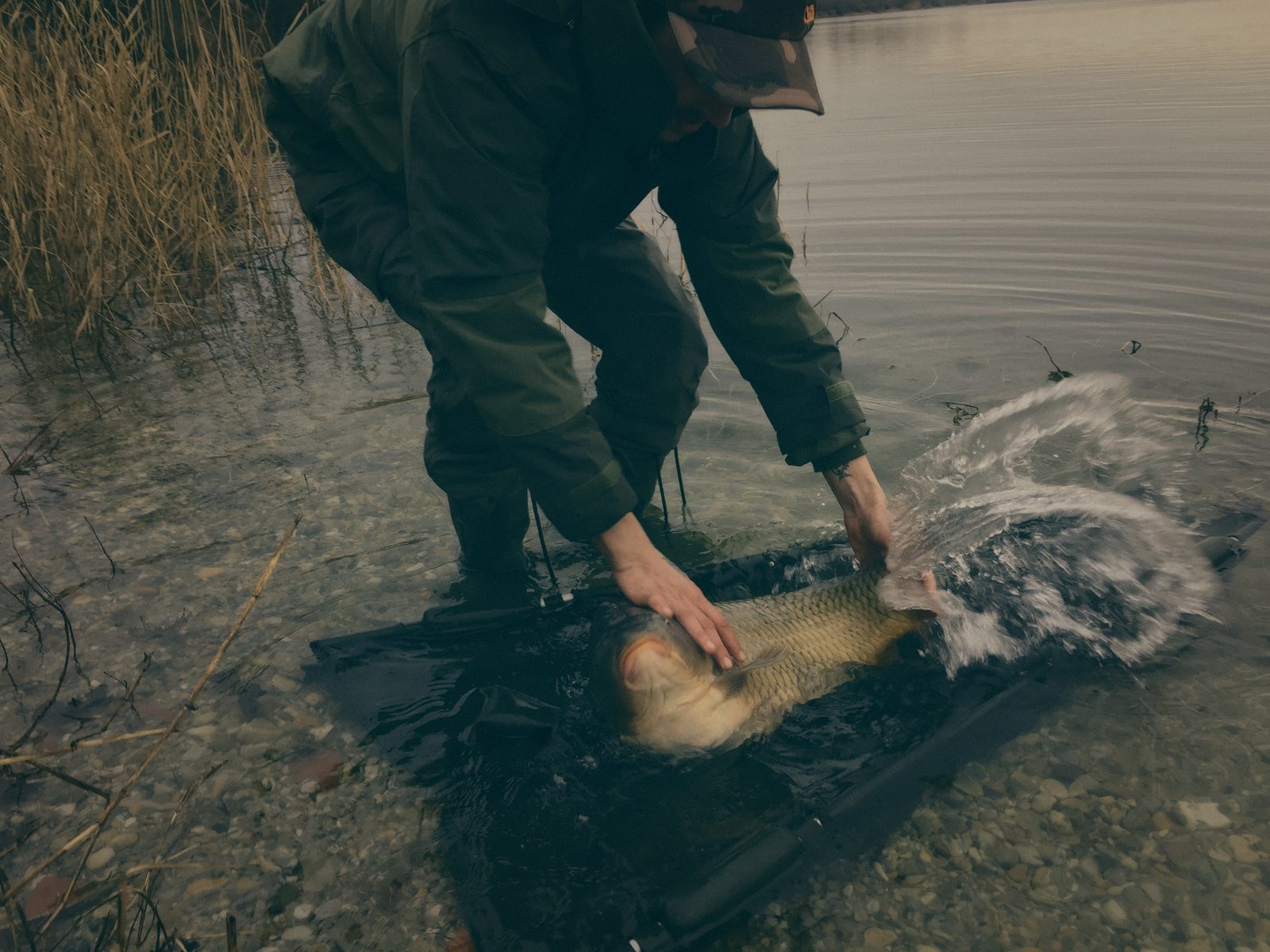Styria Carp