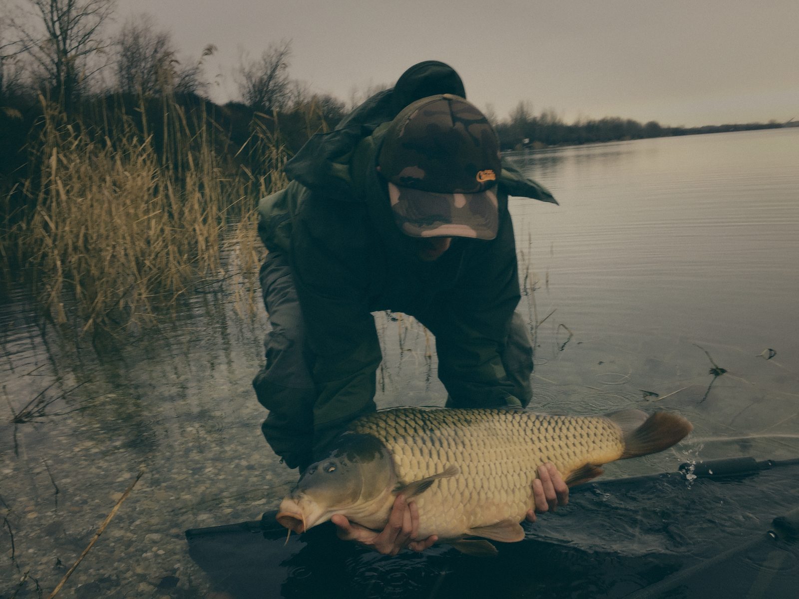 Styria Carp