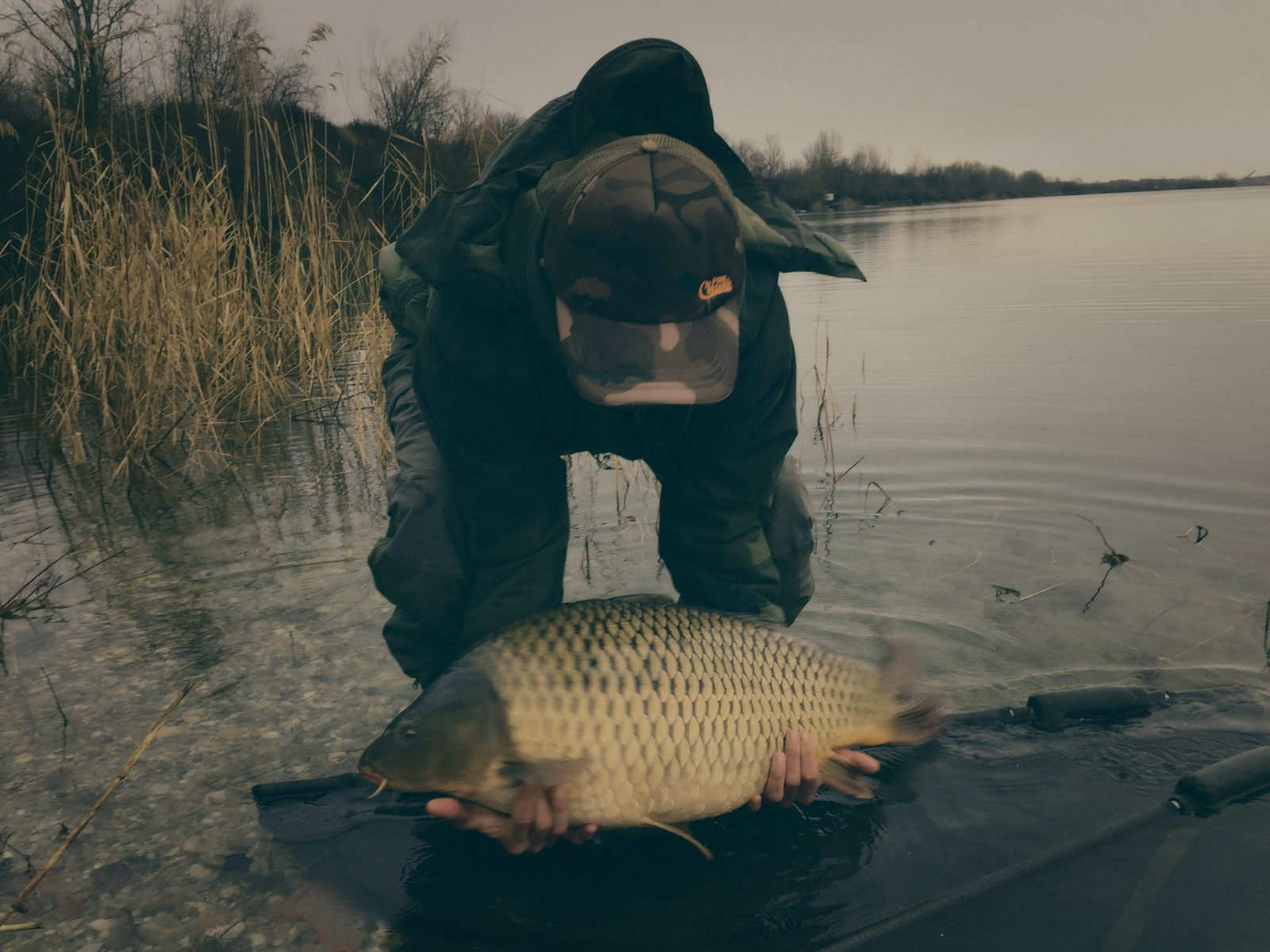 Styria Carp