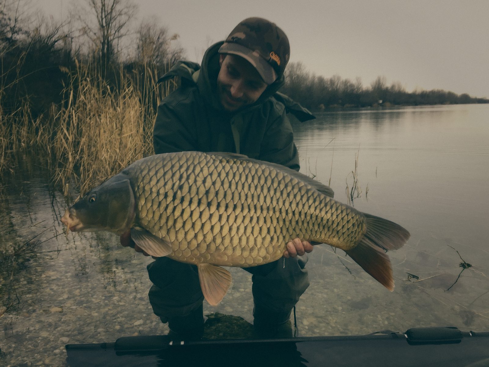 Styria Carp