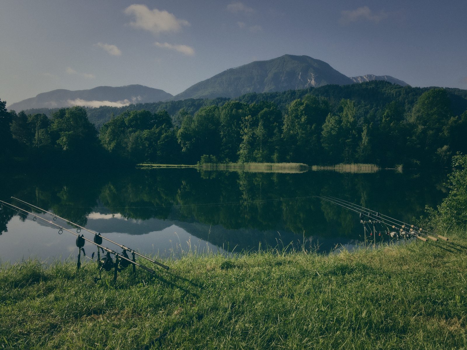 Styria Carp