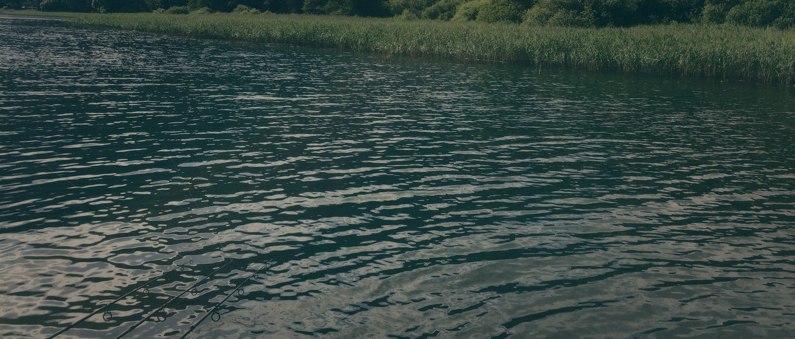 Styria Carp