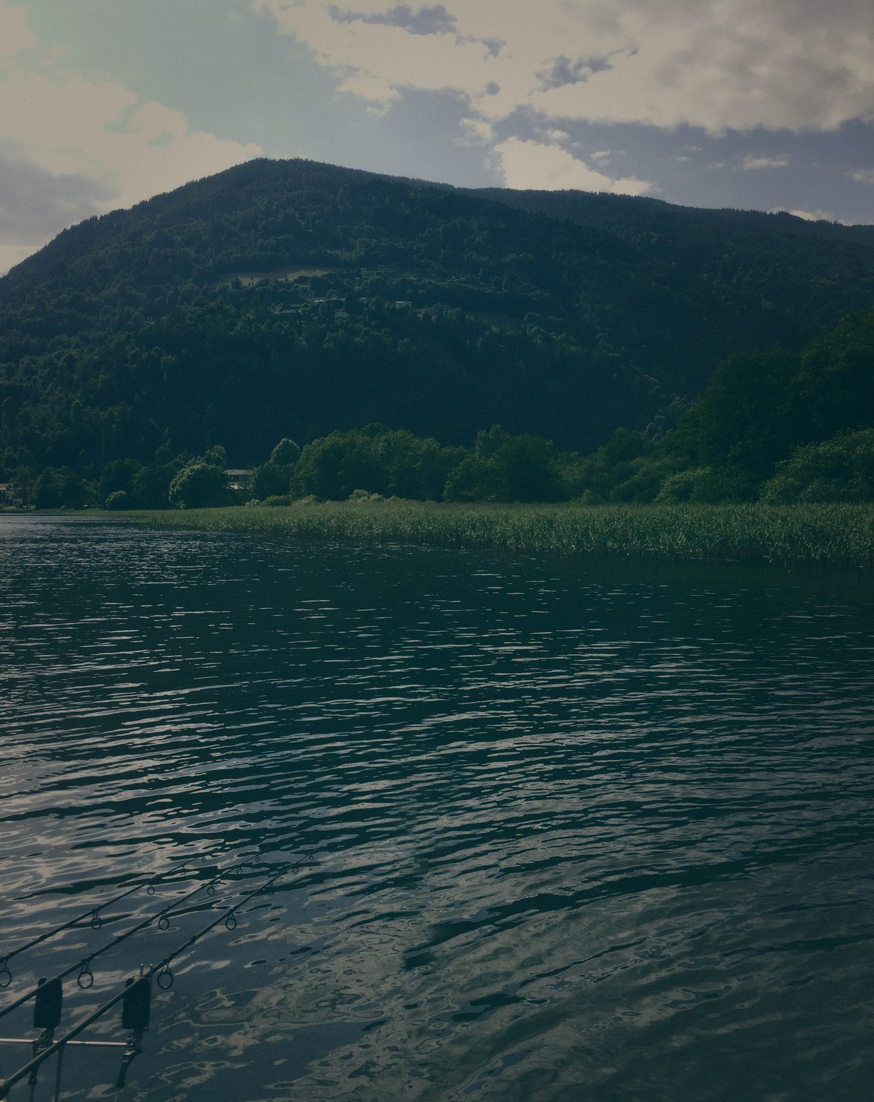 Styria Carp