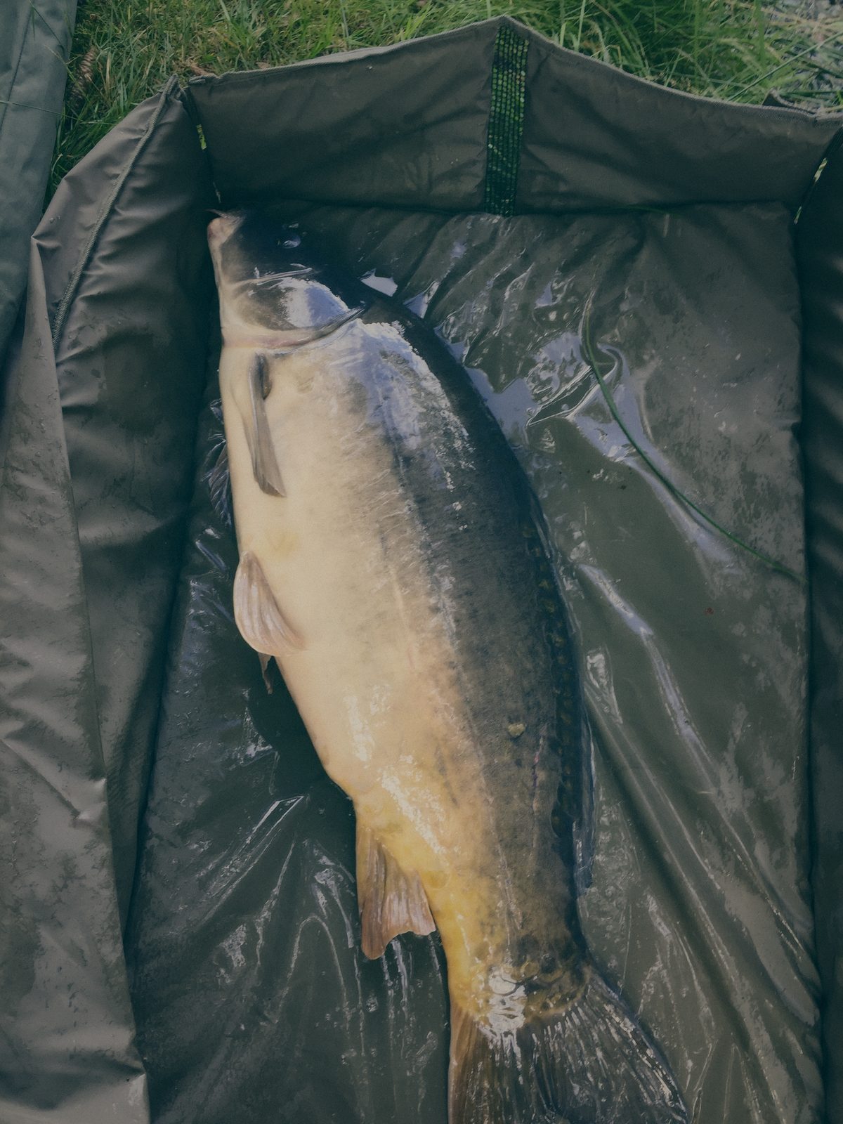 Styria Carp