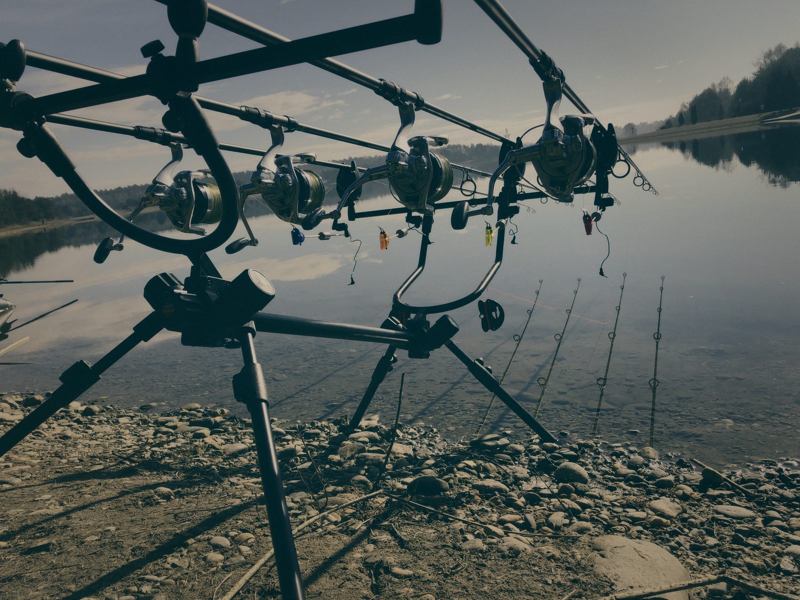 Styria Carp