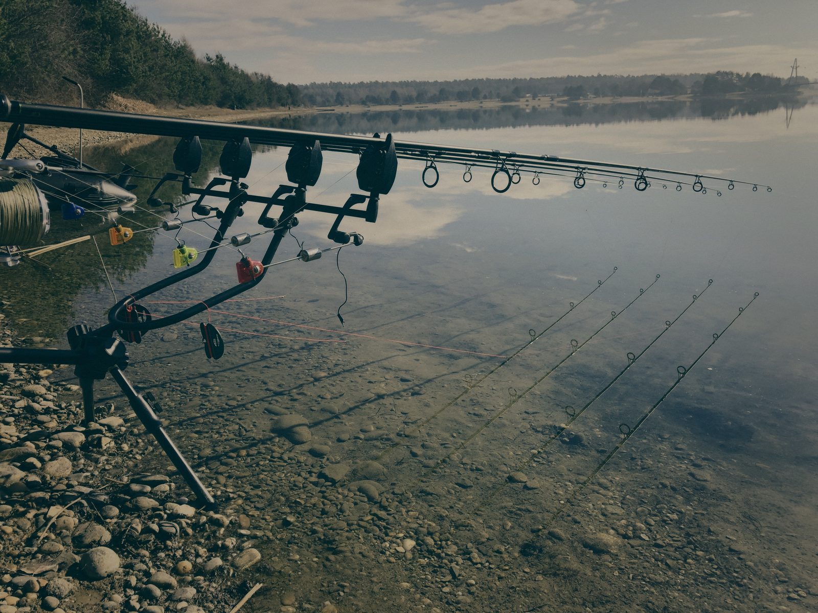 Styria Carp