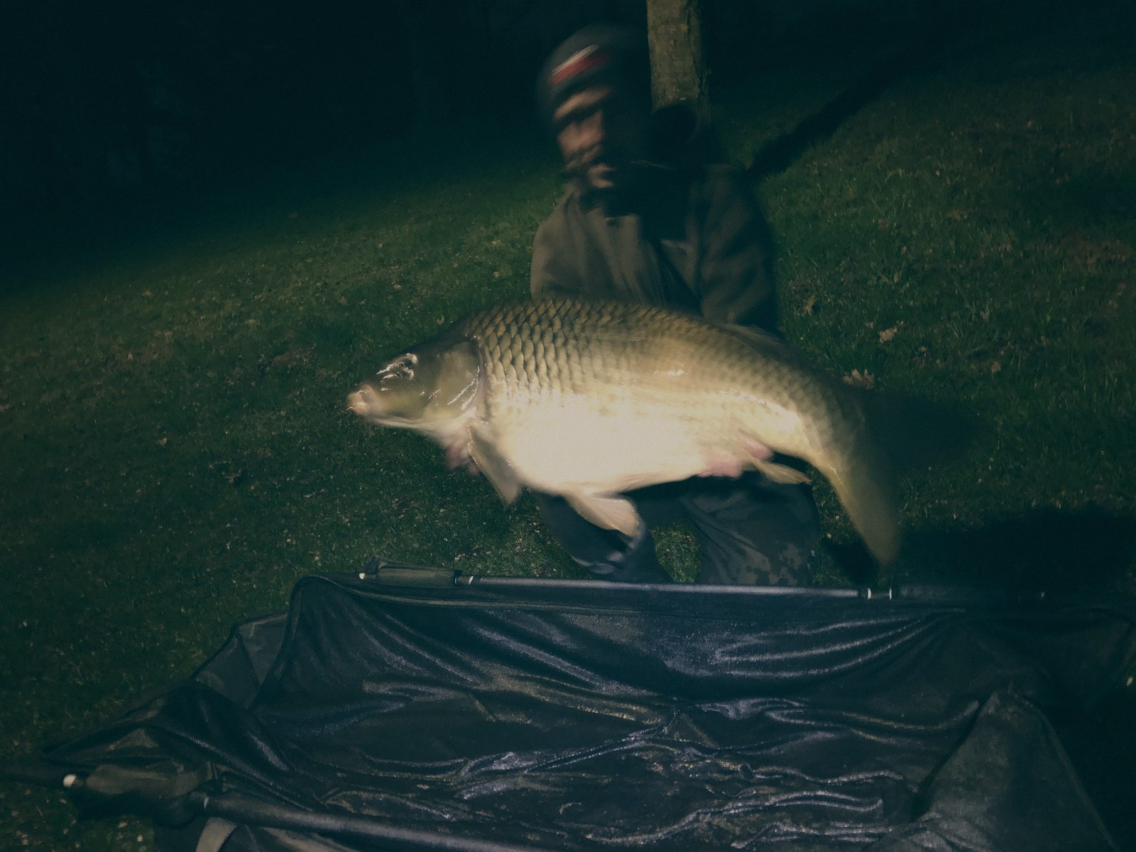 Styria Carp