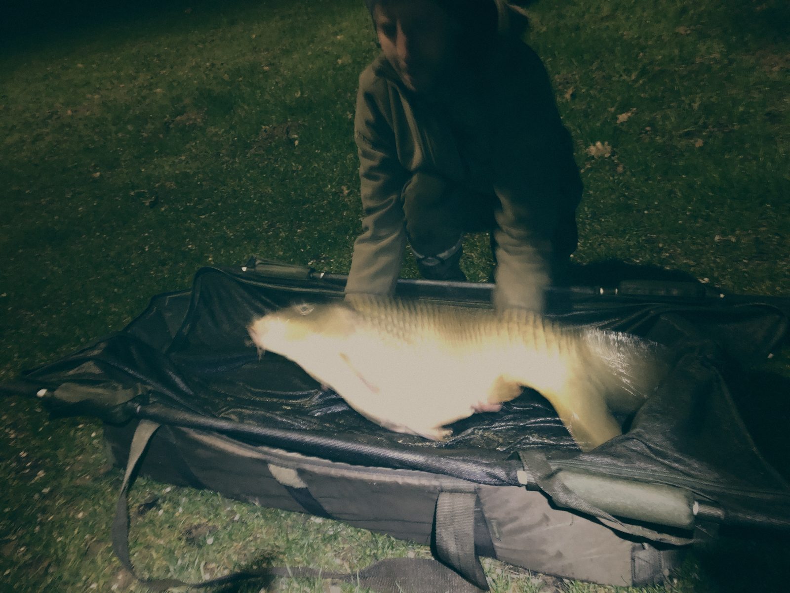 Styria Carp