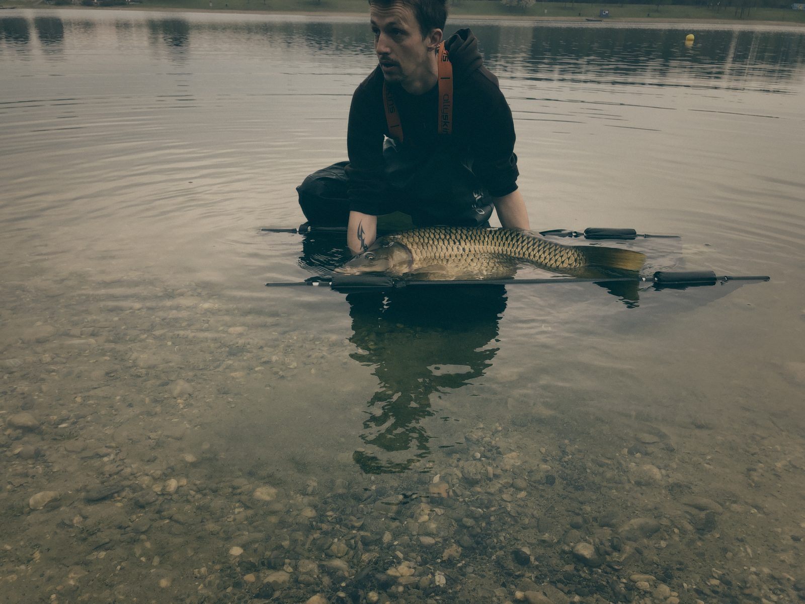 Styria Carp