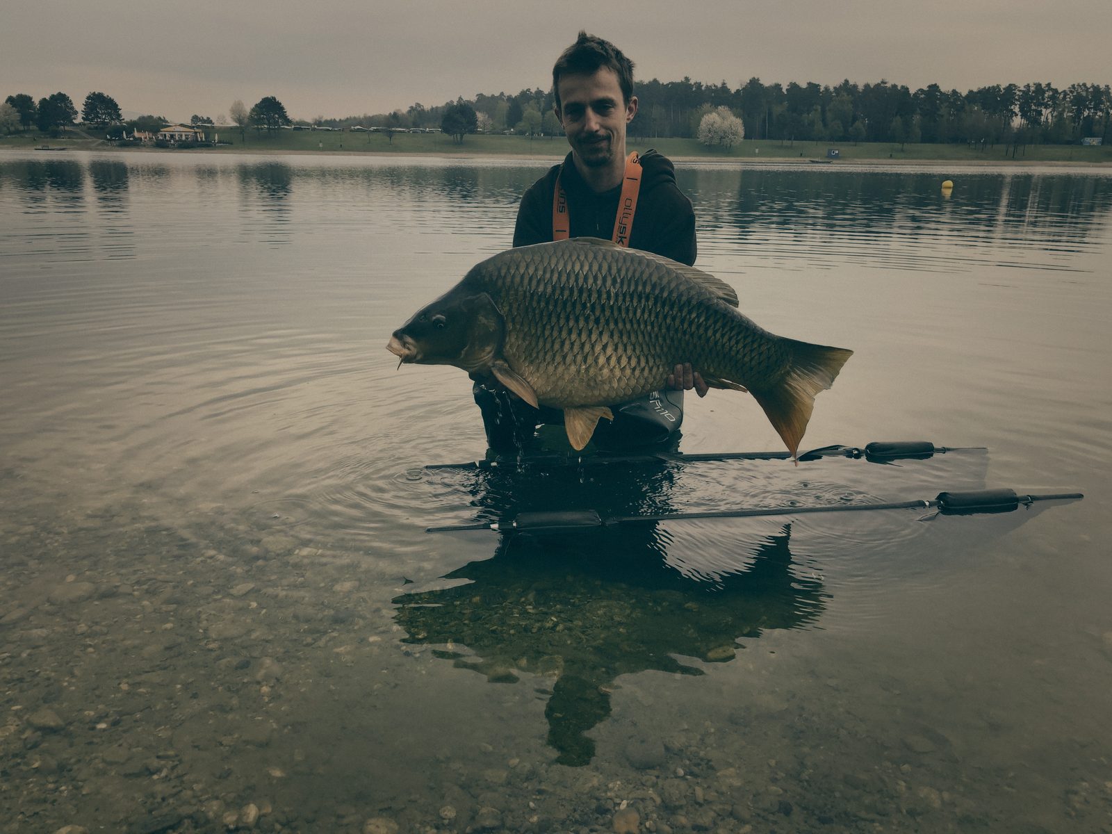 Styria Carp