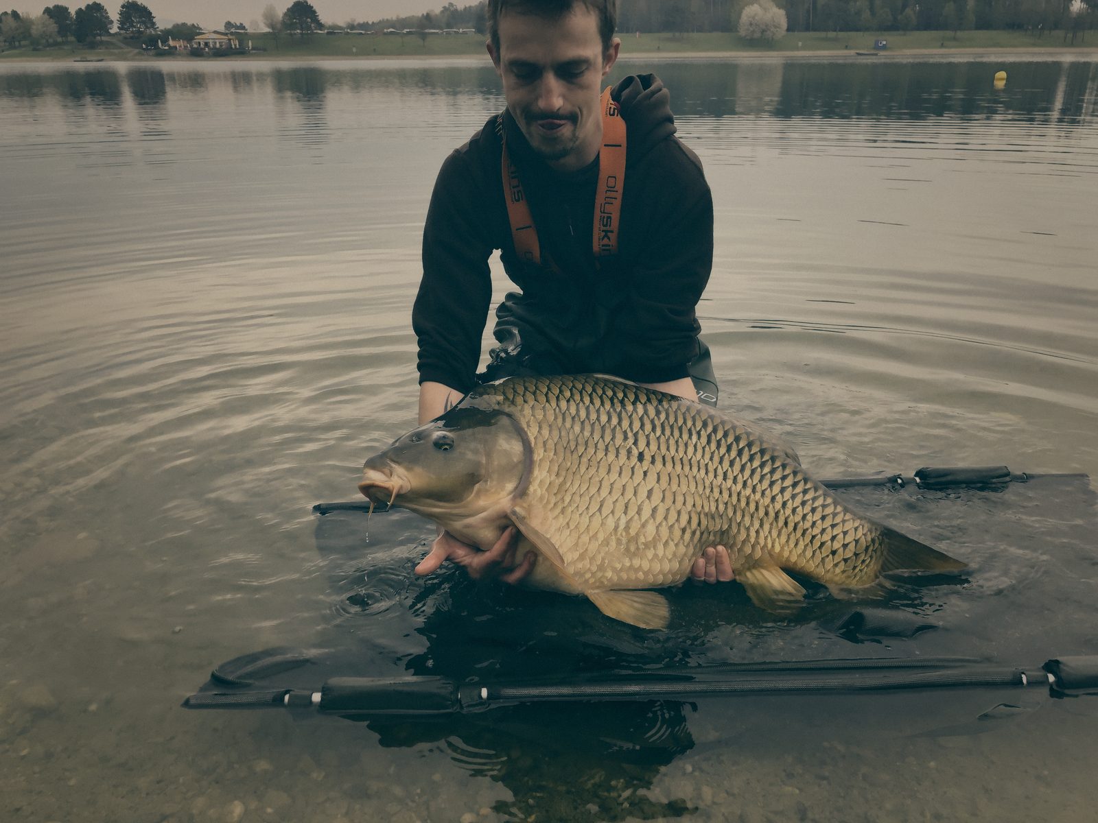 Styria Carp