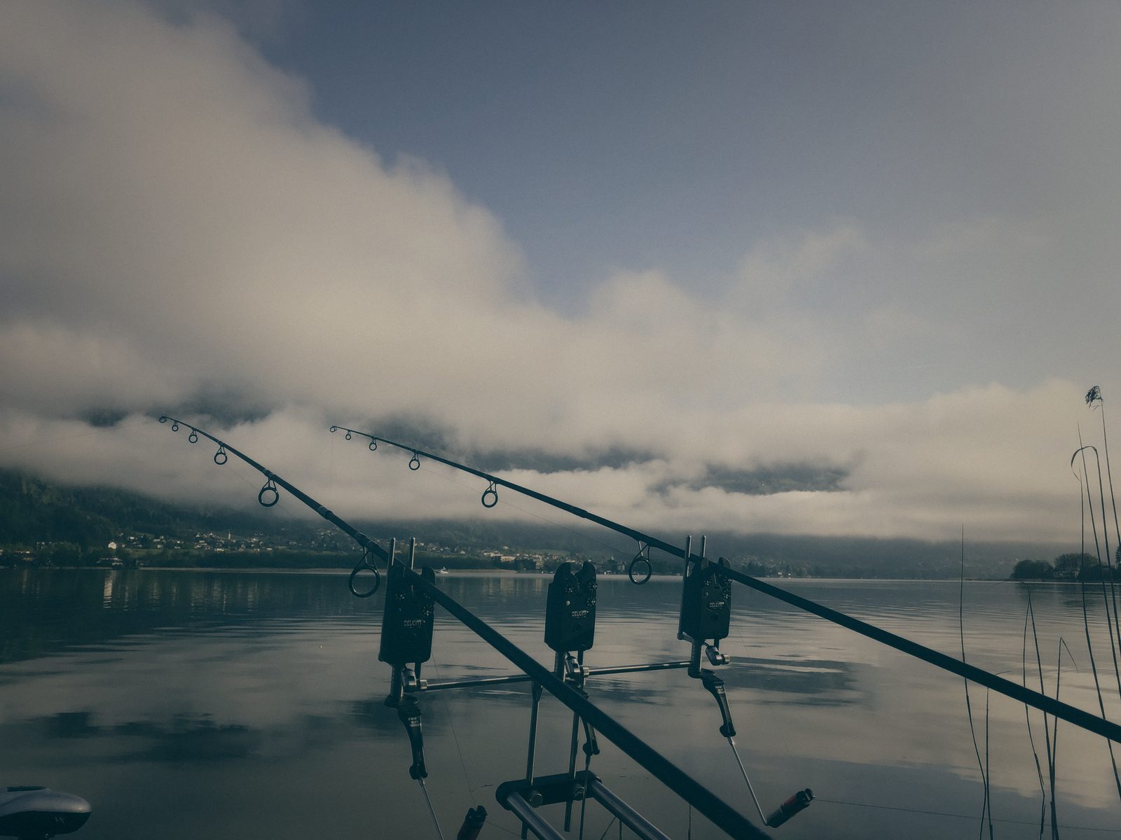 Styria Carp