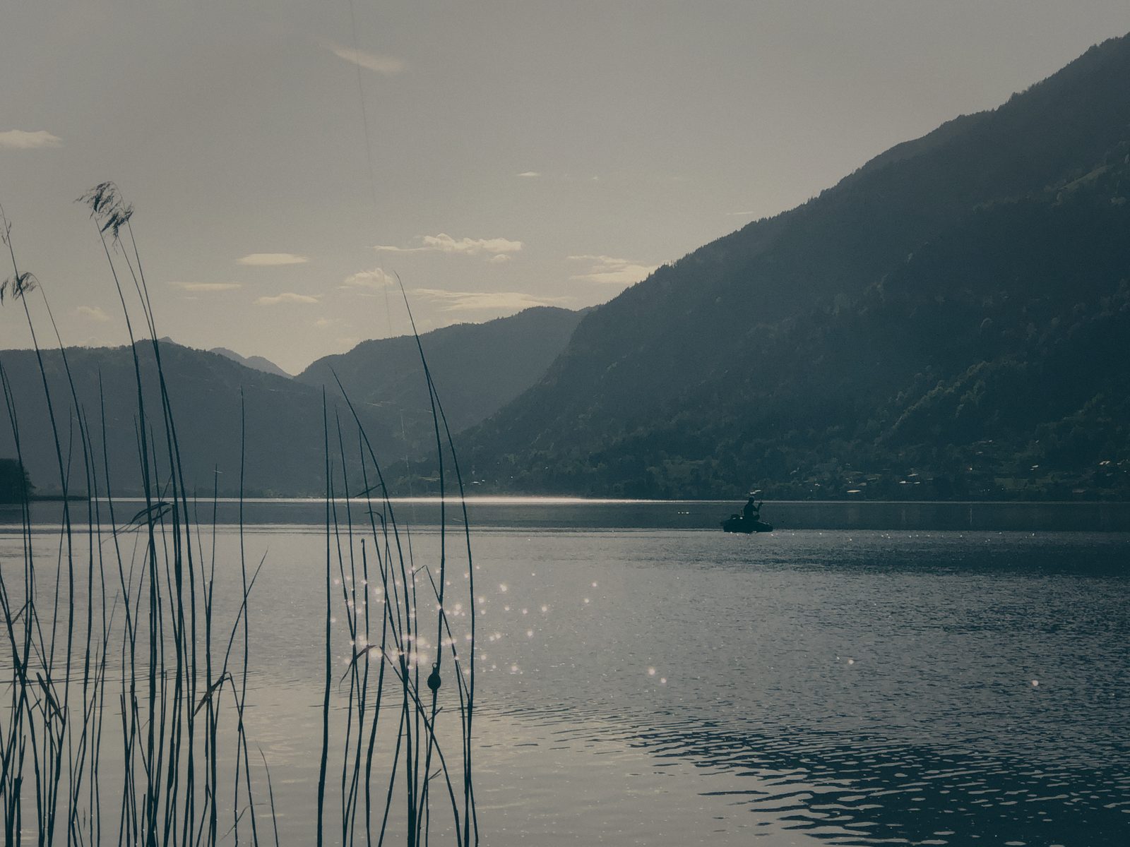 Styria Carp