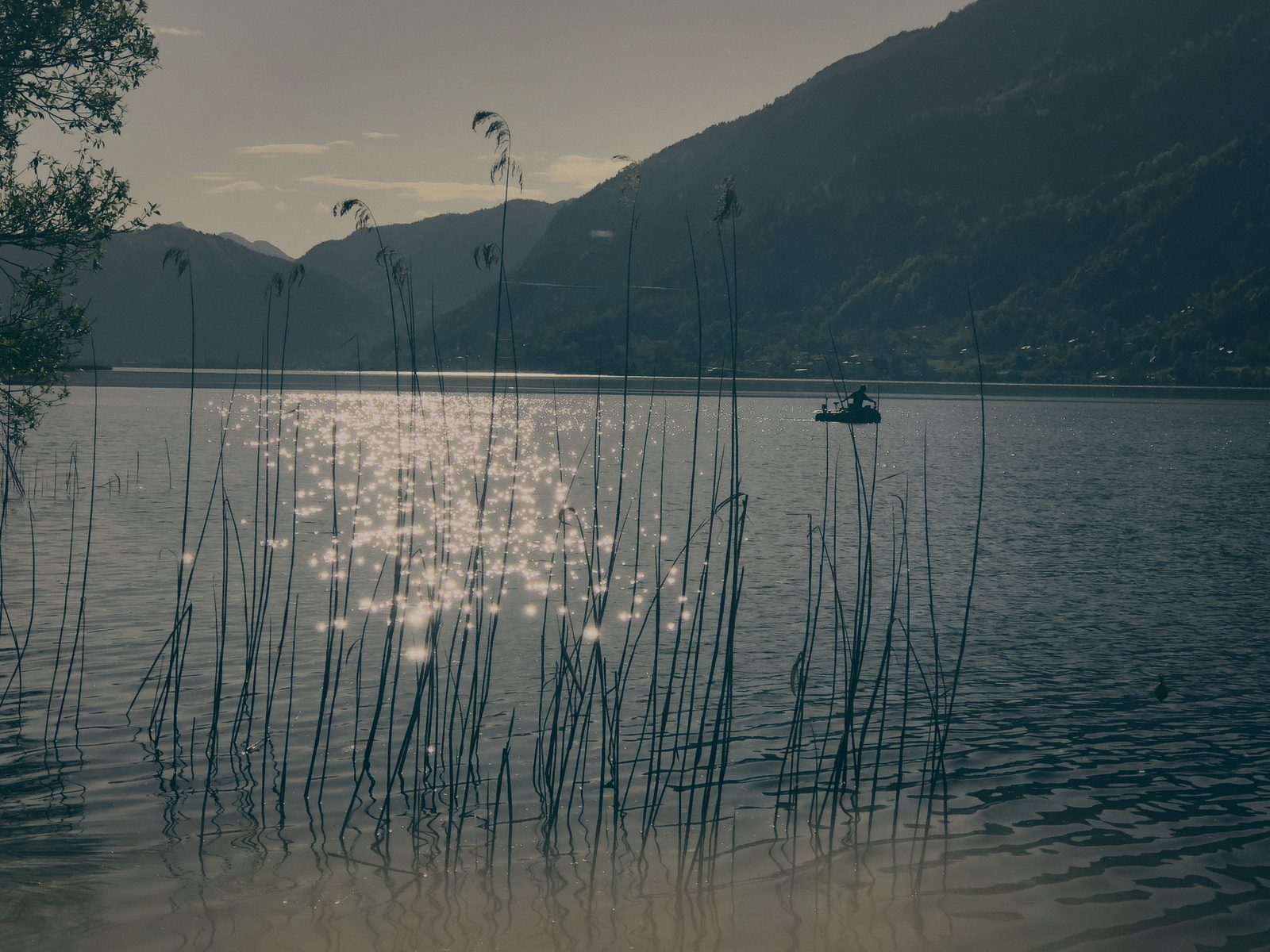 Styria Carp