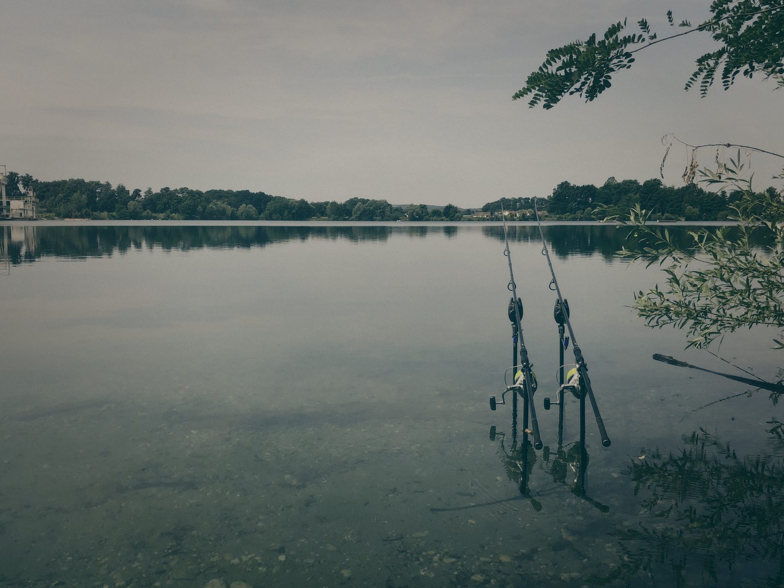 Styria Carp
