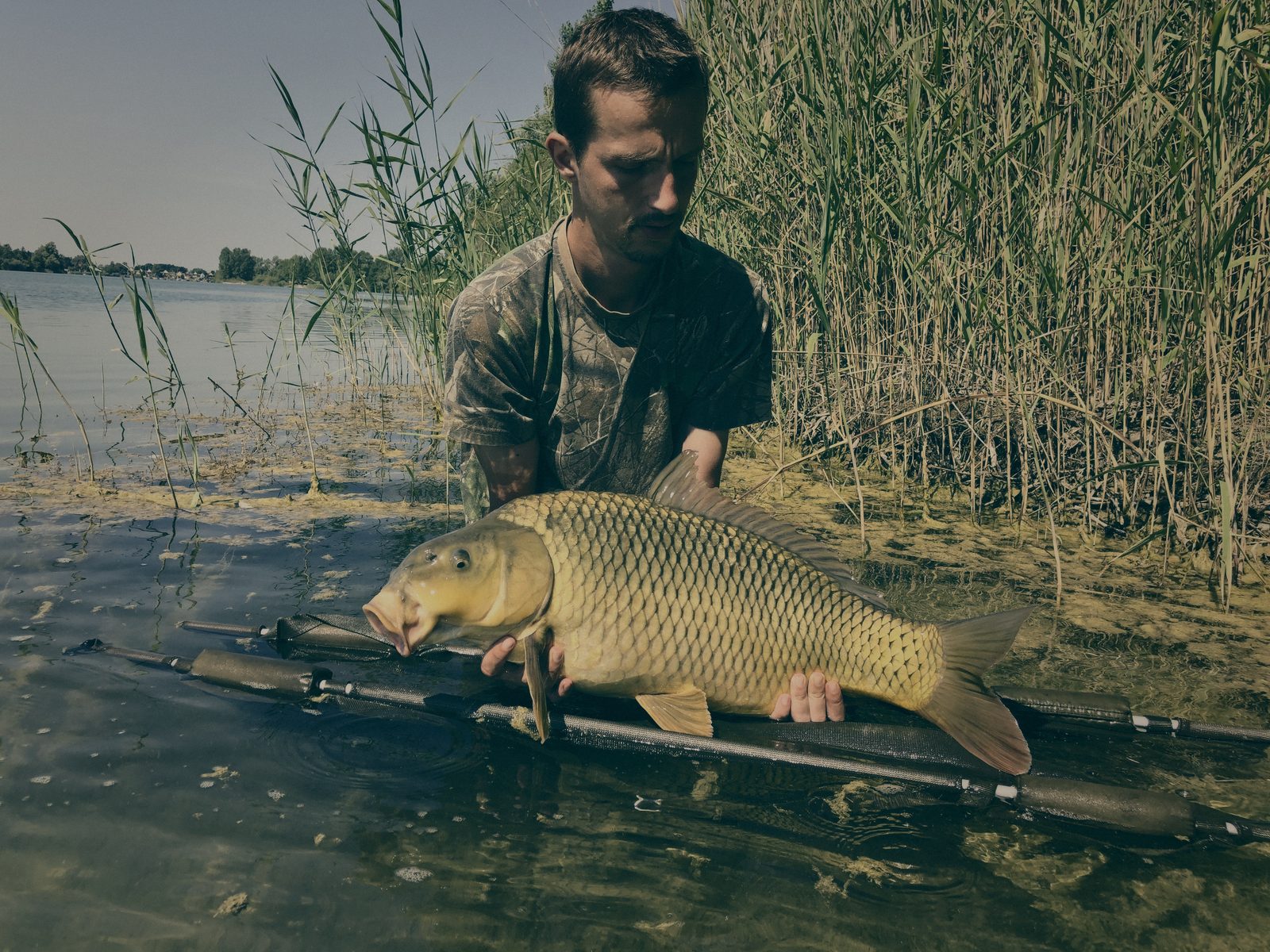 Styria Carp