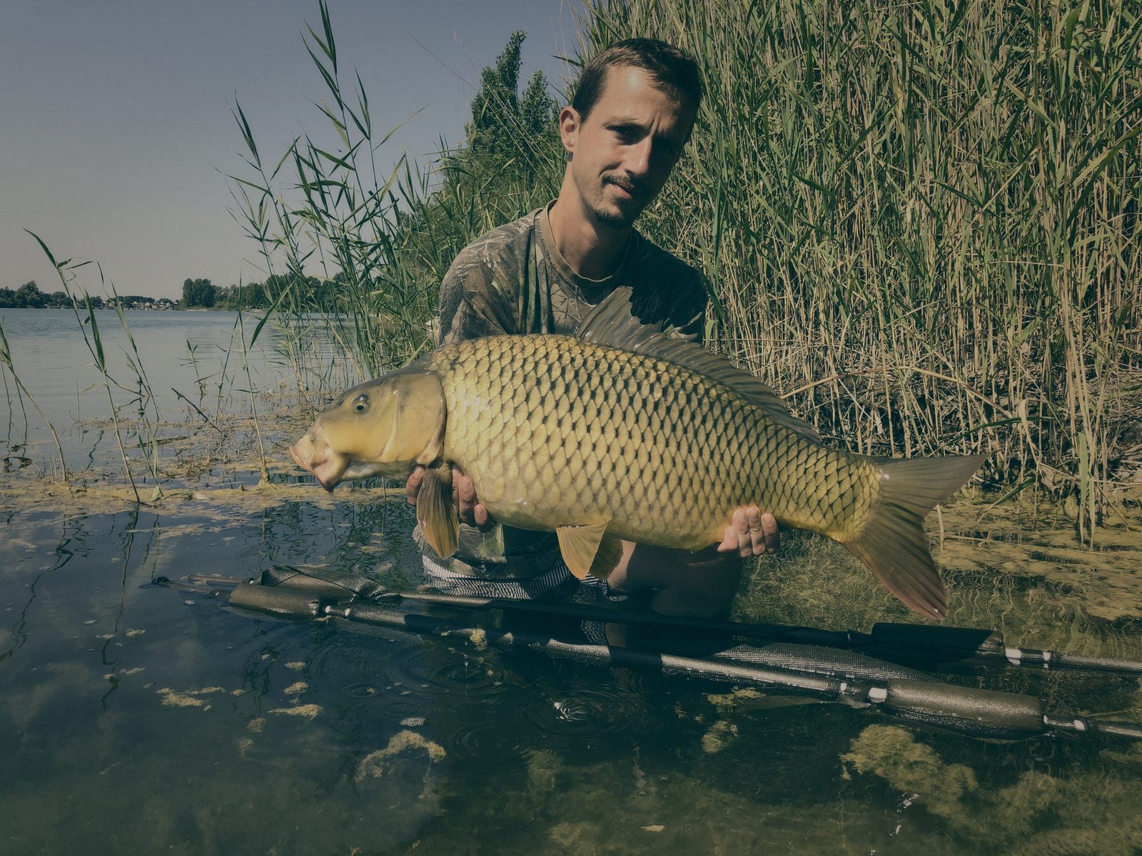 Styria Carp
