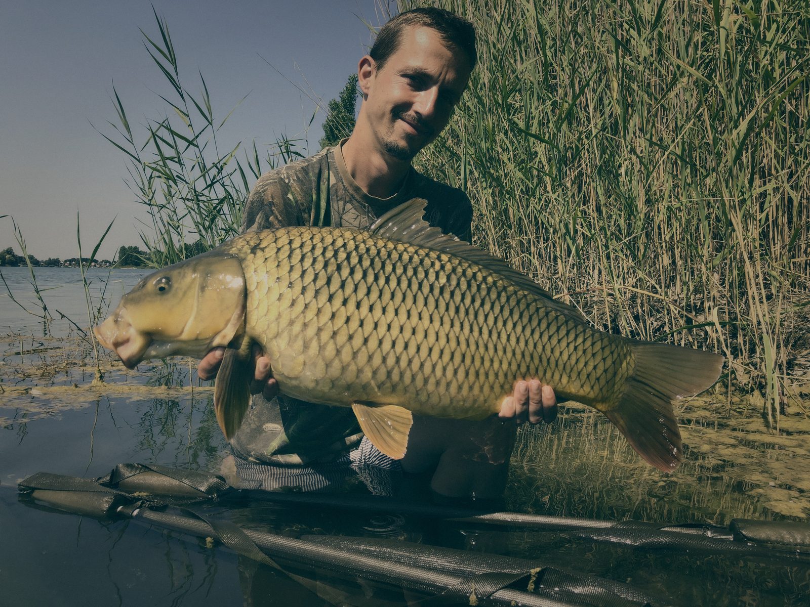 Styria Carp