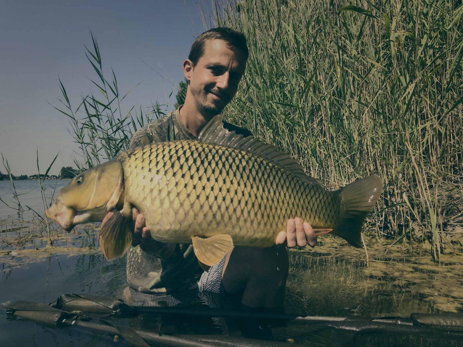 Styria Carp