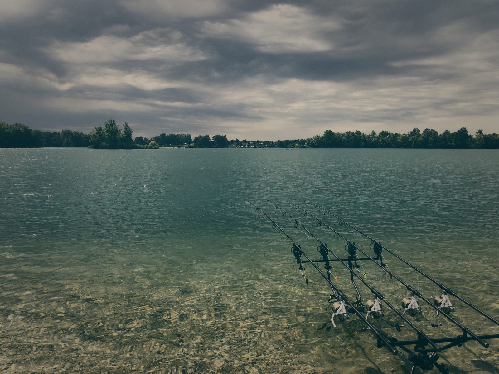 Styria Carp