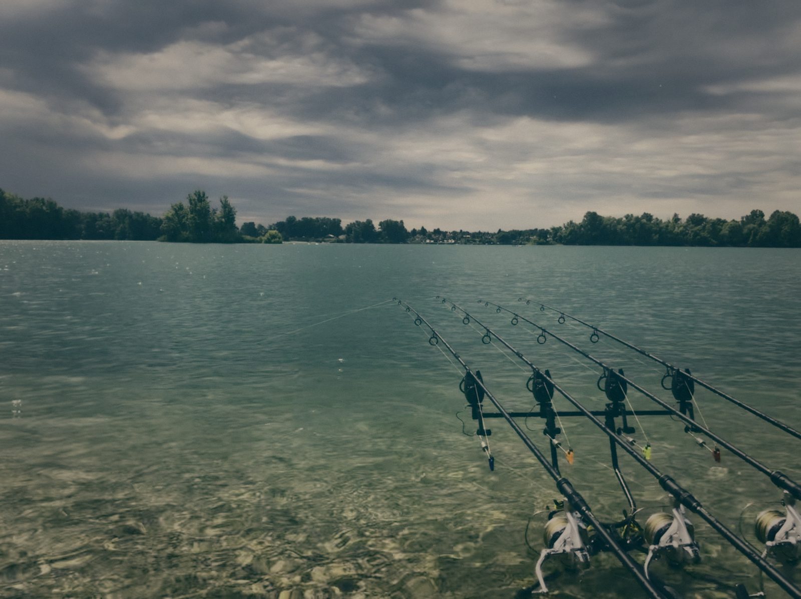 Styria Carp