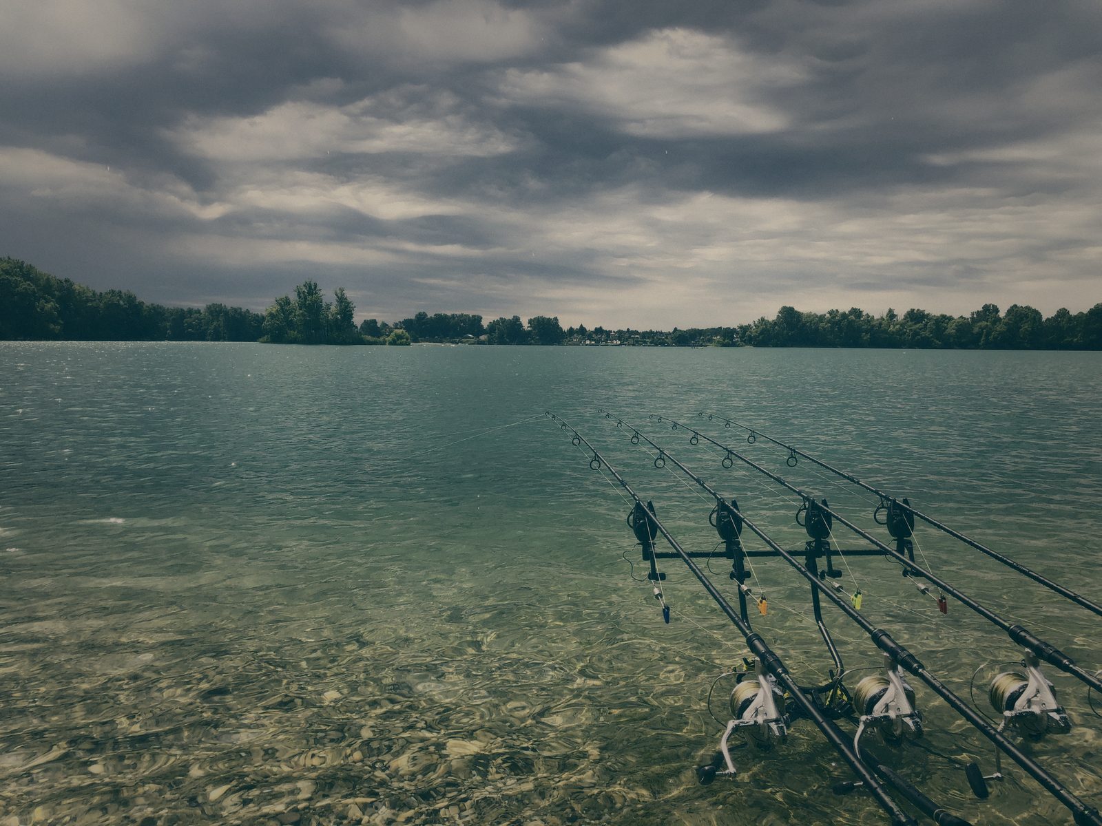 Styria Carp