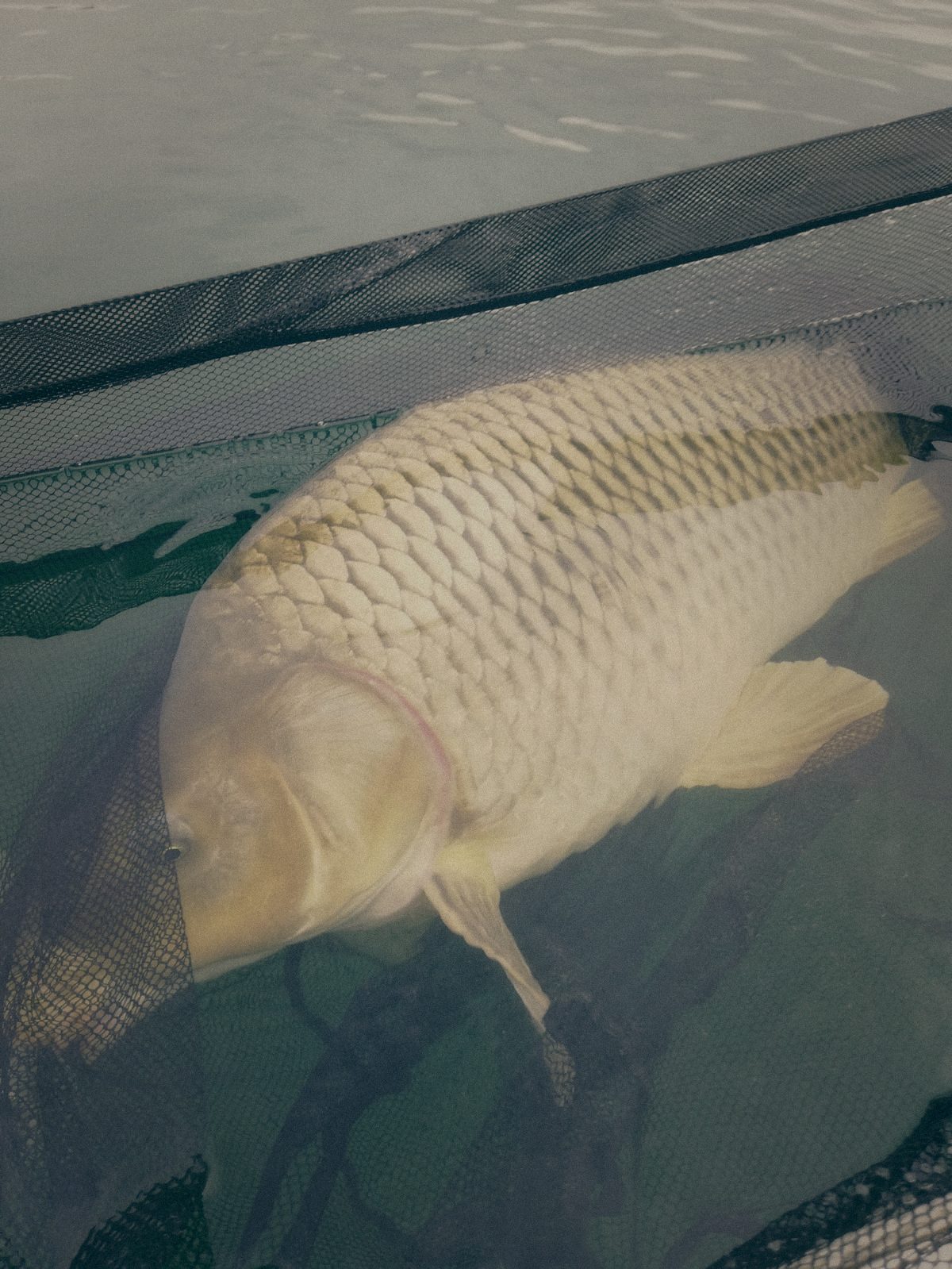 Styria Carp