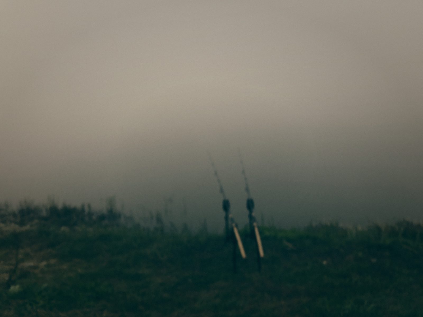 Styria Carp