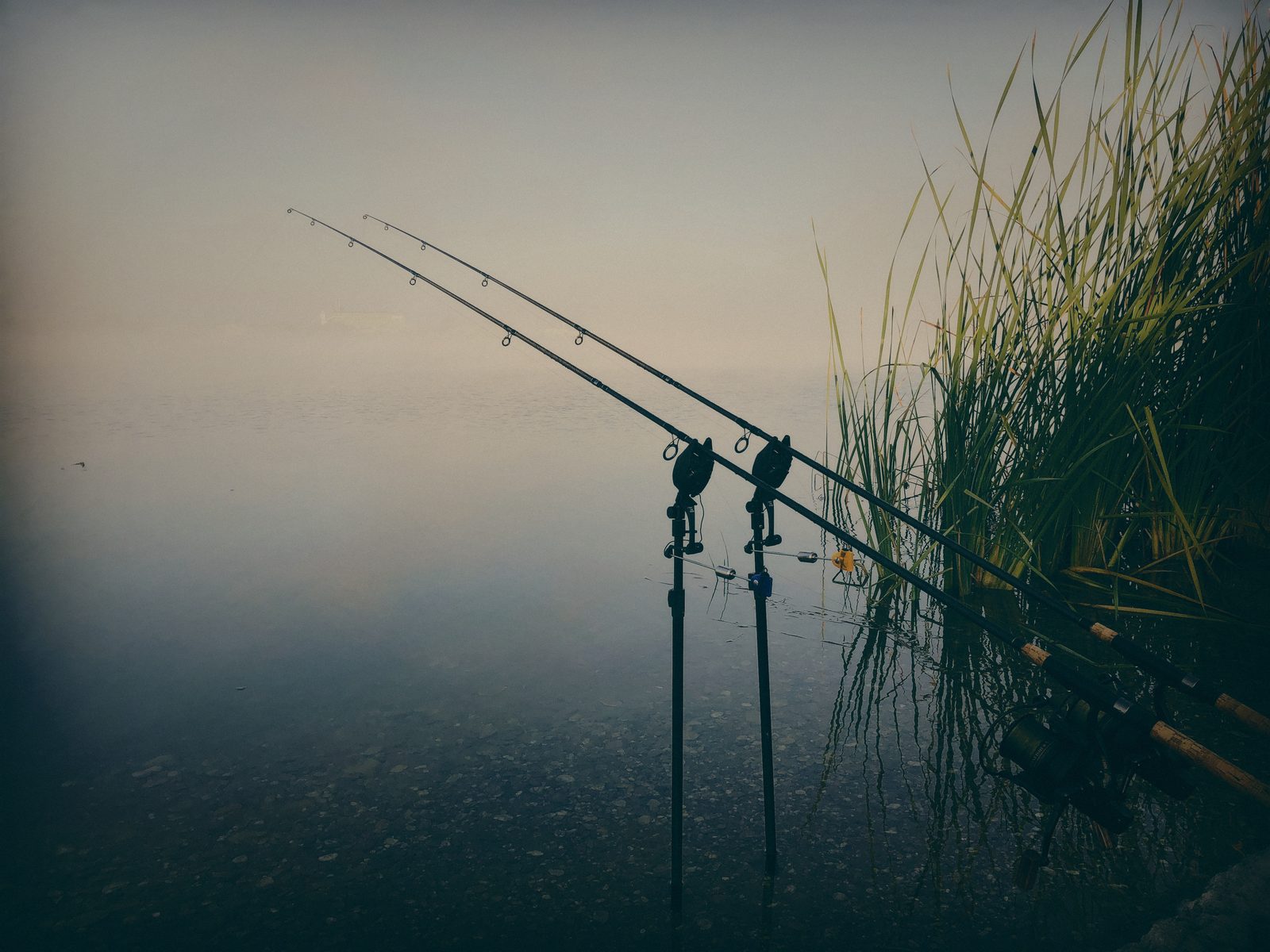 Styria Carp