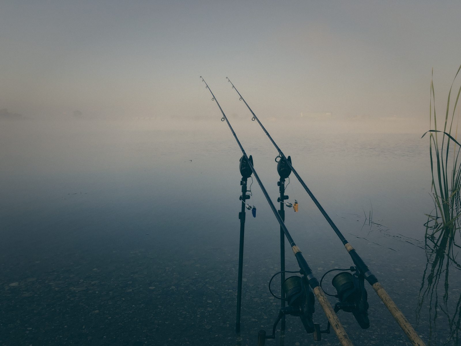 Styria Carp