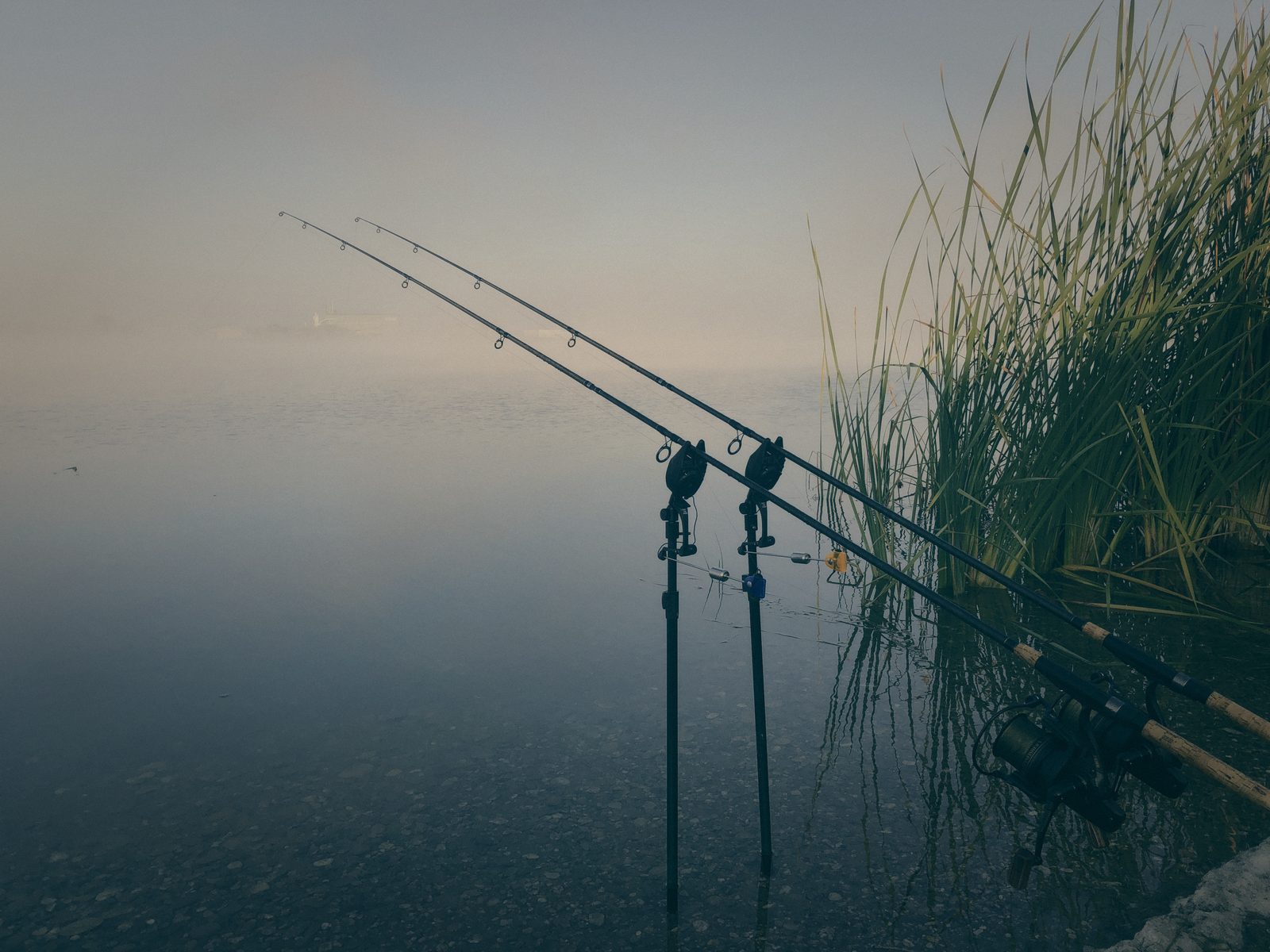 Styria Carp