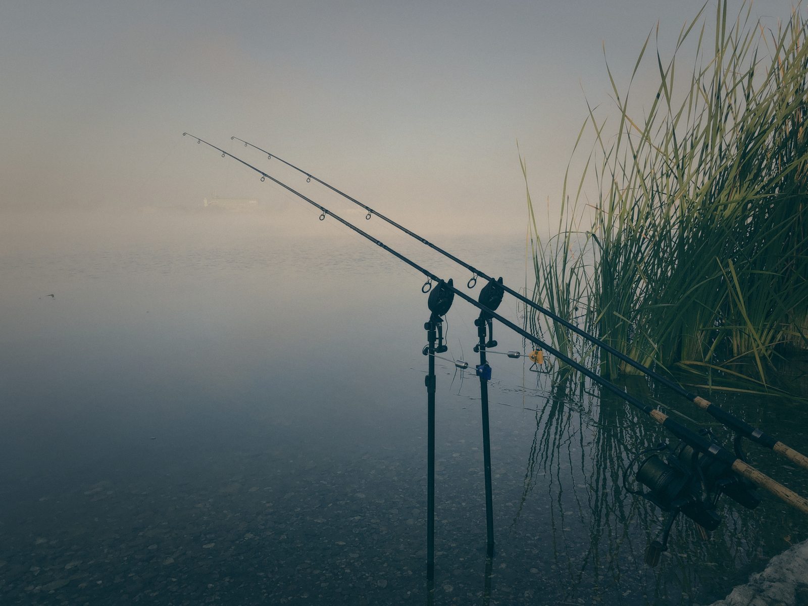 Styria Carp